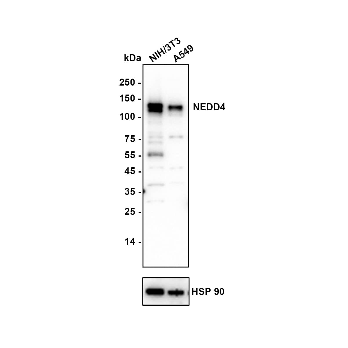 Western blot analysis on different lysates with NBP3-32641 at 1/2,000 dilution. Lane 1: NIH/3T3 cell lysate Lane 2: A549 cell lysate Lysates/proteins at 10 µg/Lane. Exposure time: 8 seconds Blocking: 5% NFDM/TBST, 1 hour at room temperature Primary antibody: NBP3-32641, 1/2,000 in primary antibody dilution buffer, overnight at 4 ℃ Secondary antibody: Goat Anti-Rabbit IgG [HRP] Secondary Antibody, 1/50,000 in 5% NFDM/TBST, 1 hour at room temperature Predicted band size: 149 kDa Observed band size: 149 kDa
