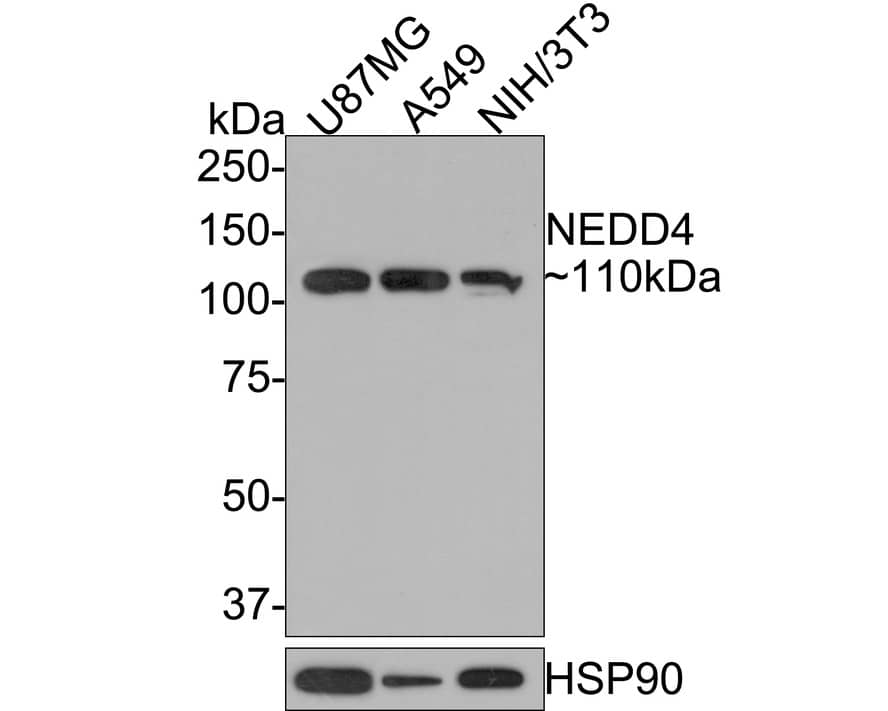 Western Blot: NEDD4 Antibody (JE35-58) [NBP3-32641] - Western blot analysis of NEDD4 on different lysates with Rabbit anti-NEDD4 antibody (NBP3-32641) at 1/2,000 dilution. Lane 1: U87MG cell lysate Lane 2: A549 cell lysate Lane 3: NIH/3T3 cell lysate Lysates/proteins at 10 ug/Lane. Predicted band size: 149 kDa Observed band size: 110 kDa Exposure time: 2 minutes; 8% SDS-PAGE gel. Proteins were transferred to a PVDF membrane and blocked with 5% NFDM/TBST for 1 hour at room temperature. The primary antibody (NBP3-32641) at 1/2,000 dilution was used in 5% NFDM/TBST at room temperature for 2 hours. Goat Anti-Rabbit IgG - HRP Secondary Antibody at 1:300,000 dilution was used for 1 hour at room temperature.