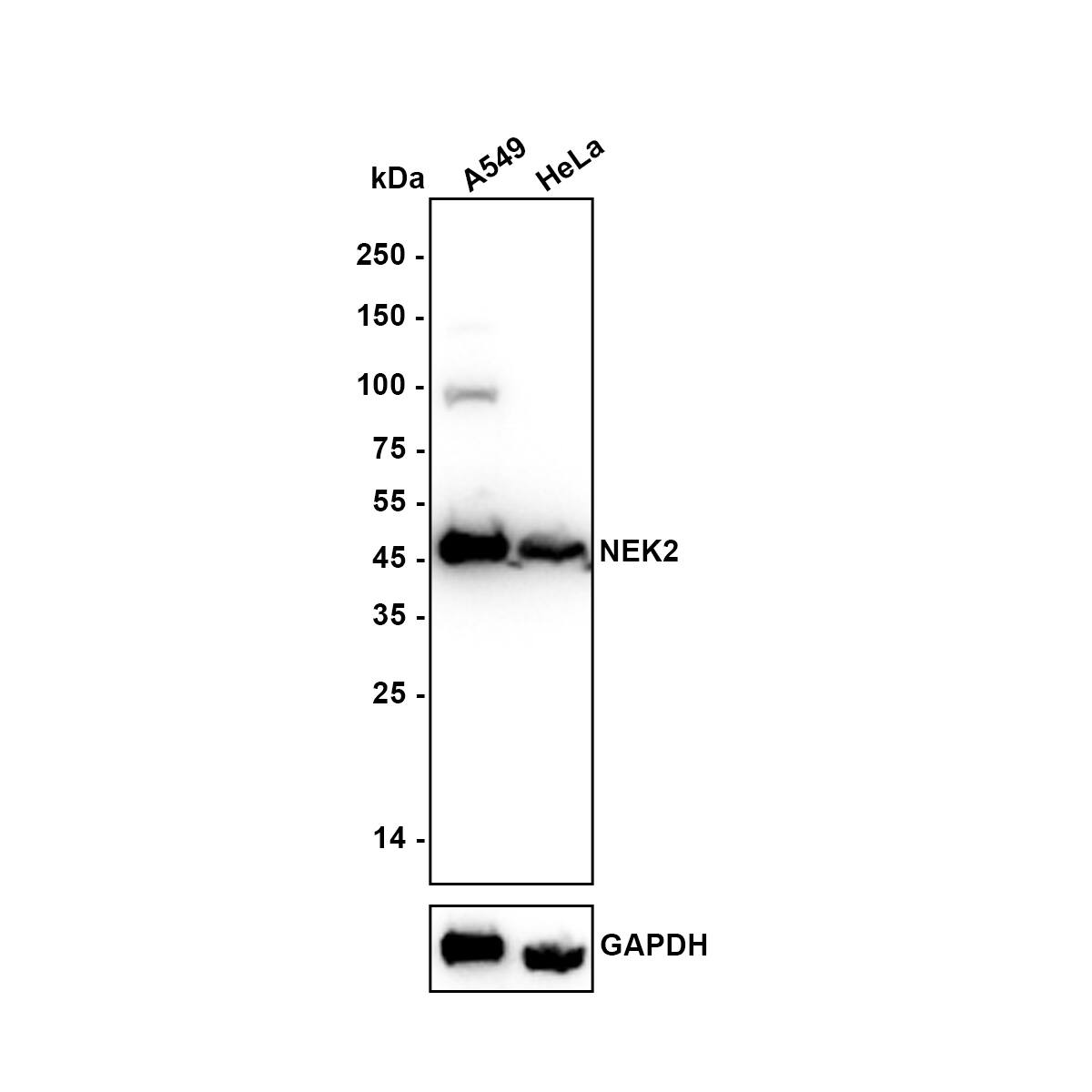 Western blot analysis on different lysates with NBP3-32642 at 1/1,000 dilution. Lane 1: A549 (Human lung adenocarcinoma cell) cell lysate Lane 2: HeLa (Human cervical adenocarcinoma cell) cell lysate Lysates/proteins at 30 µg/Lane. Exposure time: 10 seconds Blocking: 5% NFDM/TBST, 1 hour at room temperature Primary antibody: NBP3-32642, 1/1,000 in 5% NFDM/TBST, overnight at 4 ℃ Secondary antibody: Goat Anti-Rabbit IgG [HRP] Secondary Antibody, 1/50,000 in 5% NFDM/TBST, 1 hour at room temperature Predicted band size: 52 kDa Observed band size: 45 kDa