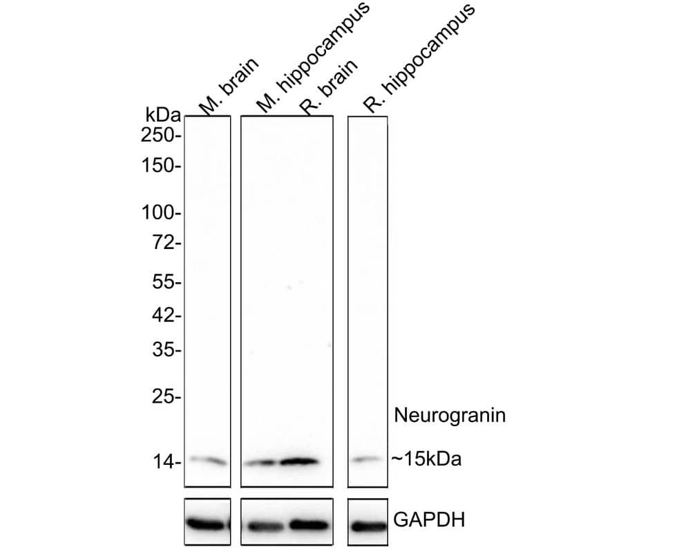 Western Blot: Neurogranin Antibody (PSH02-96) [NBP3-32645] - Western blot analysis of Neurogranin on different lysates with Rabbit anti-Neurogranin antibody (NBP3-32645) at 1/2,000 dilution. Lane 1: Mouse brain tissue lysate Lane 2: Mouse hippocampus tissue lysate Lane 3: Rat brain tissue lysate Lane 4: Rat hippocampus tissue lysate Lysates/proteins at 30 ug/Lane. Predicted band size: 8 kDa Observed band size: 15 kDa Exposure time: 3 minutes; 4-20% SDS-PAGE gel. Proteins were transferred to a PVDF membrane and blocked with 5% NFDM/TBST for 1 hour at room temperature. The primary antibody (NBP3-32645) at 1/2,000 dilution was used in 5% NFDM/TBST at 4  overnight. Goat Anti-Rabbit IgG - HRP Secondary Antibody at 1/50,000 dilution was used for 1 hour at room temperature.