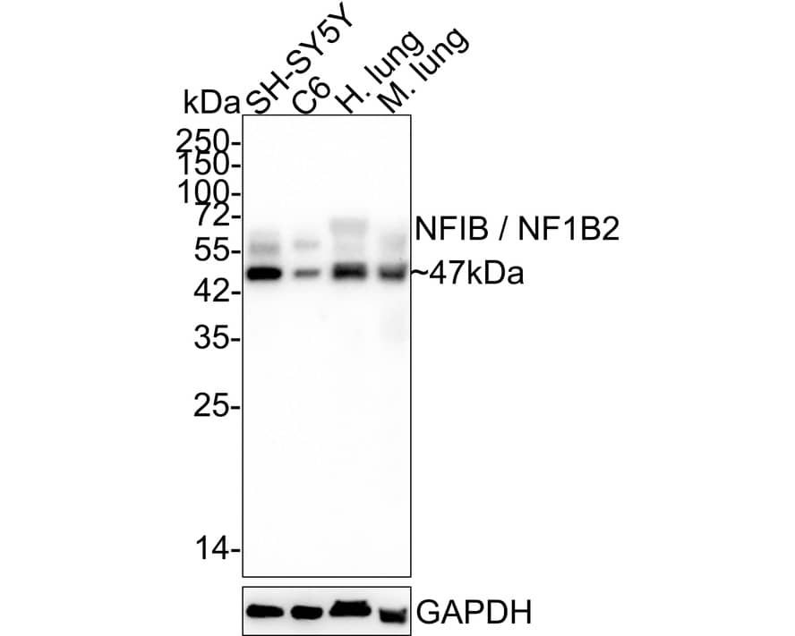 Western Blot NFIB Antibody (JE35-21)