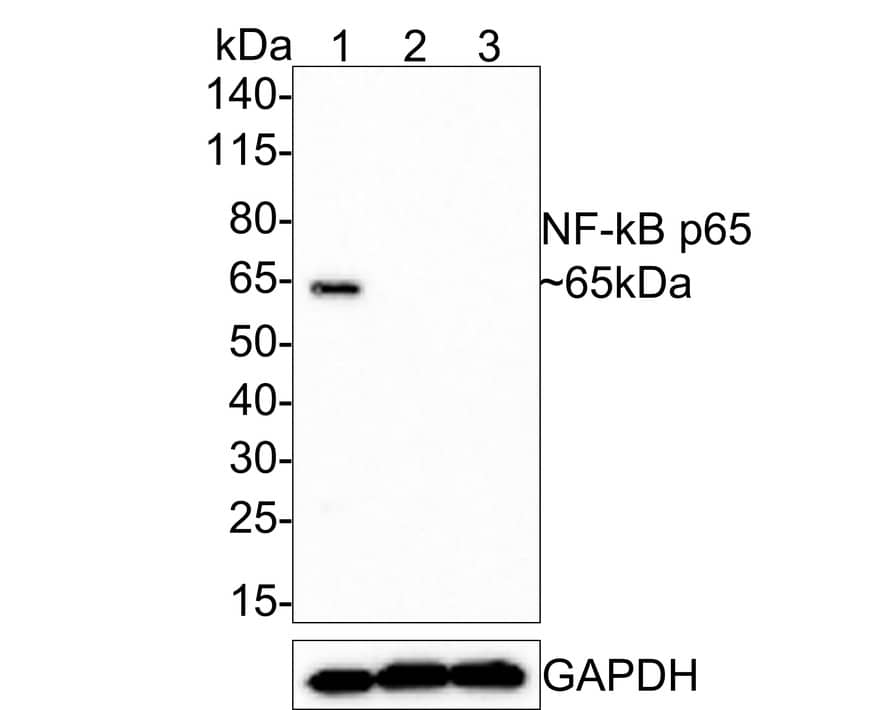 Western blot analysis on different lysates with NBP3-32648 at 1/500 dilution. Lane 1: HeLa cell lysate (control) (35 µg/Lane) Lane 2: HeLa-RELA-KO (1) (35 µg/Lane) Lane 3: HeLa-RELA-KO (2) (35 µg/Lane) Predicted band size: 60 kDa Observed band size: 65 kDa Exposure time: 3 minutes; 4-20% SDS-PAGE gel. Proteins were transferred to a PVDF membrane and blocked with 5% NFDM/TBST for 1 hour at room temperature. NBP3-32648 at 1/500 dilution was used in 5% NFDM/TBST at room temperature for 2 hours. Goat Anti-Rabbit IgG [HRP] Secondary Antibody at 1/200,000 dilution was used for 1 hour at room temperature.