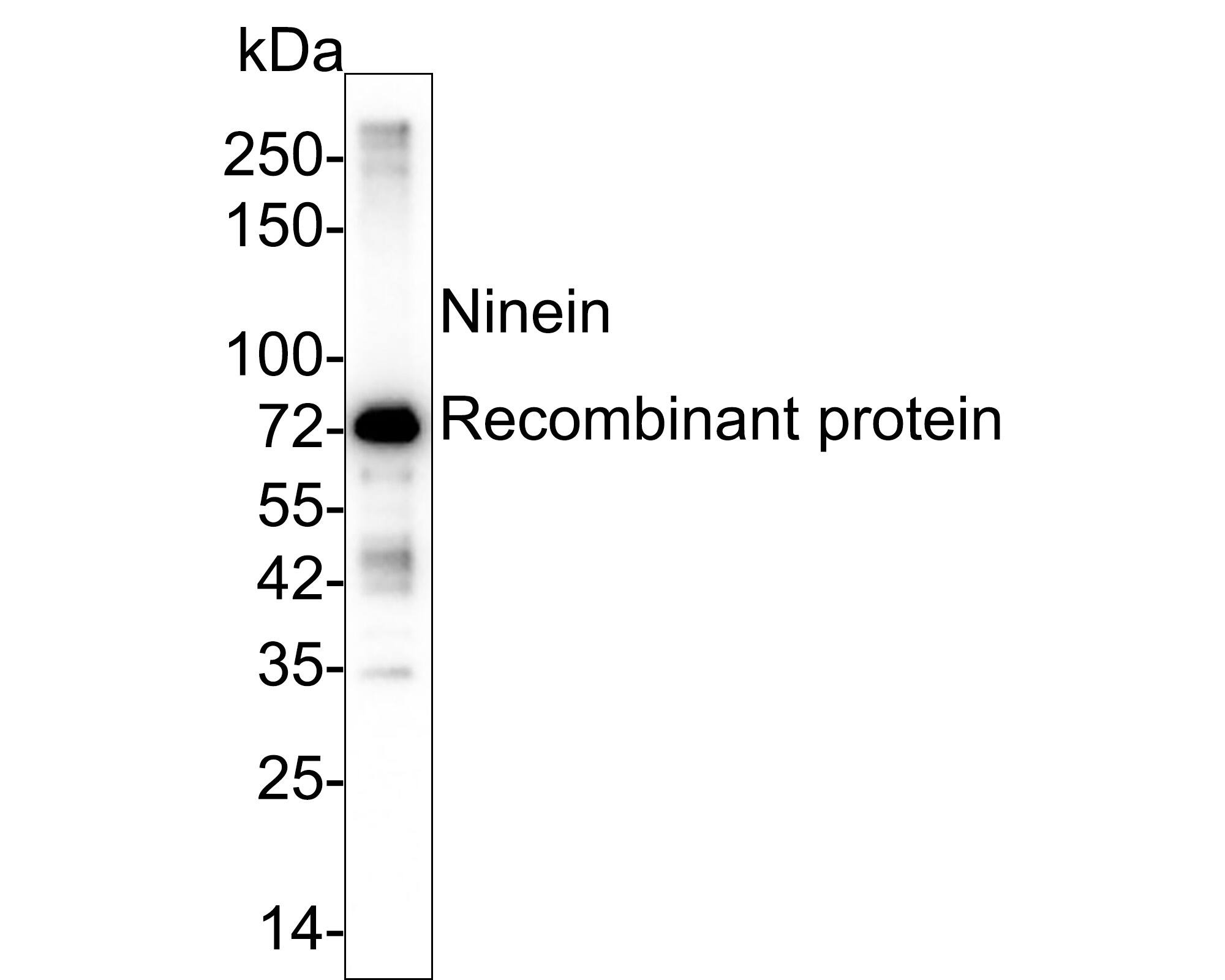 Western blot analysis of  Ninein recombinant protein with NBP3-32652 at 1/2,000 dilution. Lysates/proteins at 20 ng/Lane. Exposure time: 24 seconds; 4-20% SDS-PAGE gel. Proteins were transferred to a PVDF membrane and blocked with 5% NFDM/TBST for 1 hour at room temperature. NBP3-32652 at 1/2,000 dilution was used in 5% NFDM/TBST at room temperature for 2 hours. Goat Anti-Rabbit IgG [HRP] Secondary Antibody at 1/50,000 dilution was used for 1 hour at room temperature.