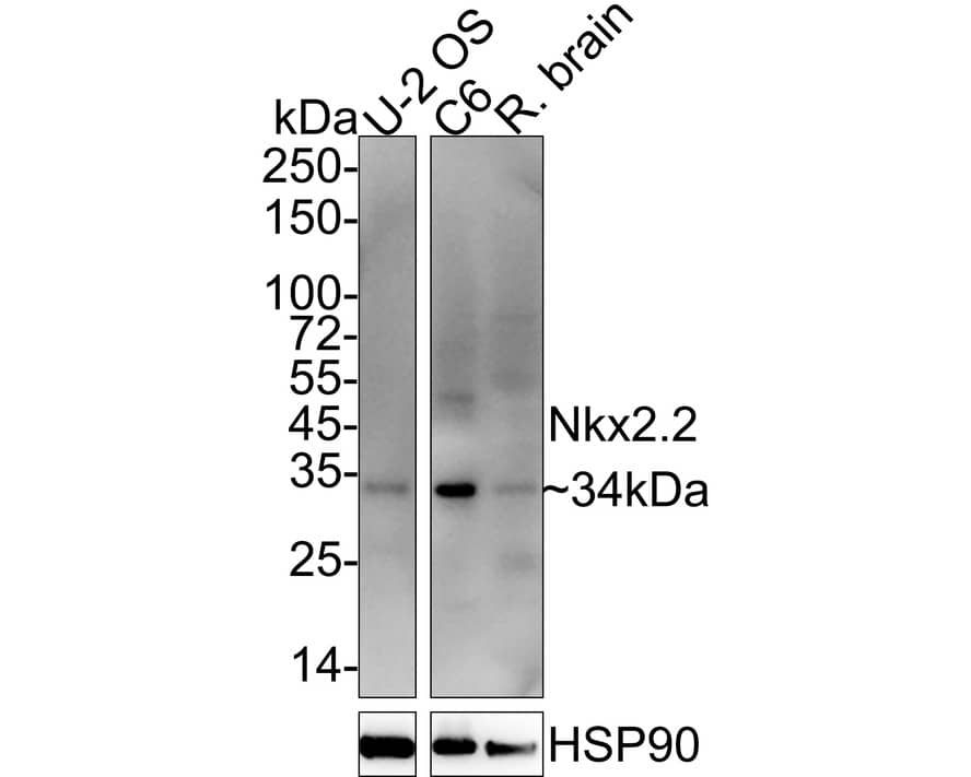 Western Blot: NKX2.2 Antibody (JE60-66) [NBP3-32654] - Western blot analysis of NKX2.2 on different lysates with Rabbit anti-NKX2.2 antibody (NBP3-32654) at 1/1,000 dilution. Lane 1: U-2 OS cell lysate (20 ug/Lane) Lane 2: C6 cell lysate (20 ug/Lane) Lane 3: Rat brain tissue lysate (40 ug/Lane) Predicted band size: 30 kDa Observed band size: 34 kDa Exposure time: 1 minutes; ECL; 4-20% SDS-PAGE gel. Proteins were transferred to a PVDF membrane and blocked with 5% NFDM/TBST for 1 hour at room temperature. The primary antibody (NBP3-32654) at 1/1,000 dilution was used in 5% NFDM/TBST at 4  overnight. Goat Anti-Rabbit IgG - HRP Secondary Antibody at 1/50,000 dilution was used for 1 hour at room temperature.