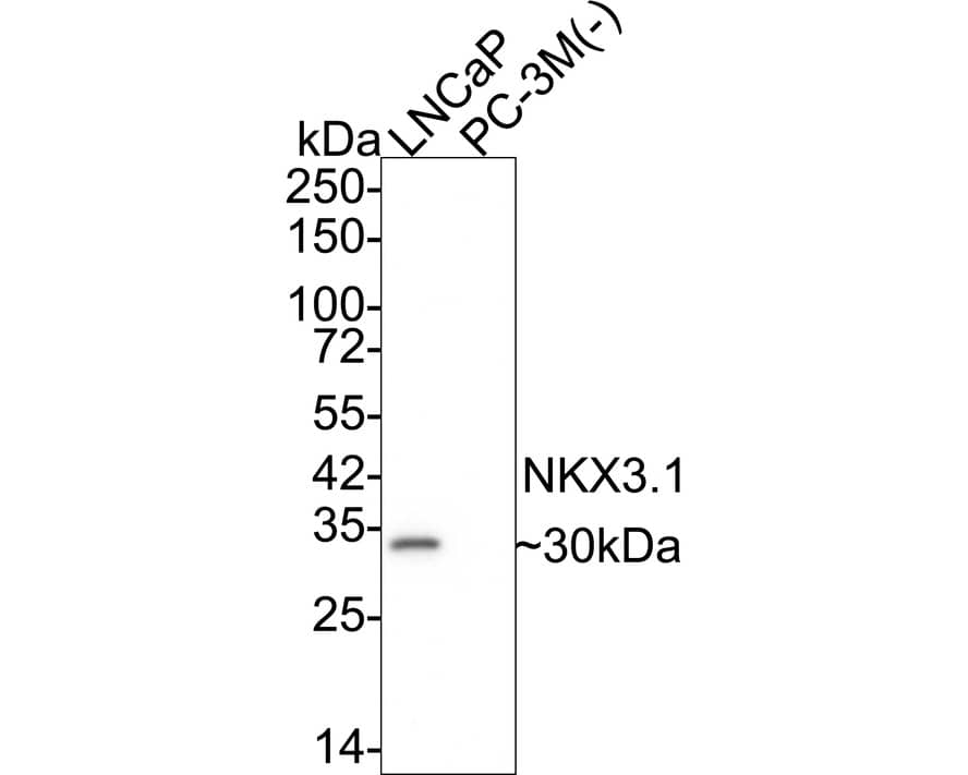 Western blot analysis on different lysates with NBP3-32655 at 1/500 dilution. Lane 1: LNCaP cell lysate Lane 2: PC-3M cell lysate (negative) Lysates/proteins at 20 µg/Lane. Predicted band size: 26 kDa Observed band size: 30 kDa Exposure time: 3 minutes;  4-20% SDS-PAGE gel. Proteins were transferred to a PVDF membrane and blocked with 5% NFDM/TBST for 1 hour at room temperature. NBP3-32655 at 1/500 dilution was used in 5% NFDM/TBST at room temperature for 2 hours. Goat Anti-Rabbit IgG [HRP] Secondary Antibody at 1/50,000 dilution was used for 1 hour at room temperature.