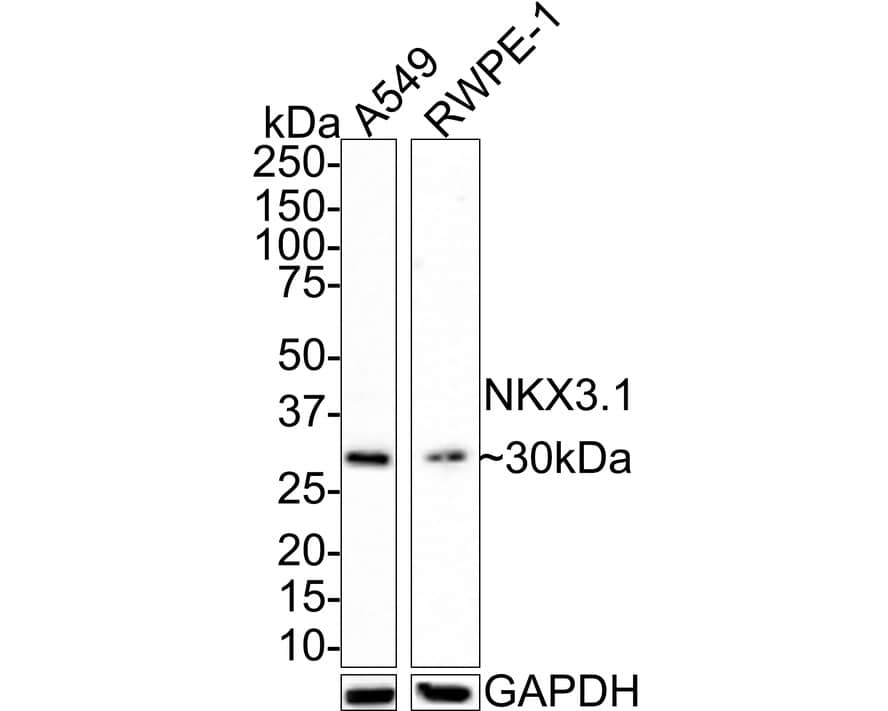 Western Blot: NKX3.1 Antibody (JE36-27) [NBP3-32655] - Western blot analysis of NKX3.1 on different lysates with Rabbit anti-NKX3.1 antibody (NBP3-32655) at 1/1,000 dilution. Lane 1: A549 cell lysate Lane 2: RWPE-1 cell lysate Lysates/proteins at 10 ug/Lane. Predicted band size: 26 kDa Observed band size: 30 kDa Exposure time: 3 minutes; 4-20% SDS-PAGE gel. Proteins were transferred to a PVDF membrane and blocked with 5% NFDM/TBST for 1 hour at room temperature. The primary antibody (NBP3-32655) at 1/1,000 dilution was used in 5% NFDM/TBST at room temperature for 2 hours. Goat Anti-Rabbit IgG - HRP Secondary Antibody at 1:100,000 dilution was used for 1 hour at room temperature.