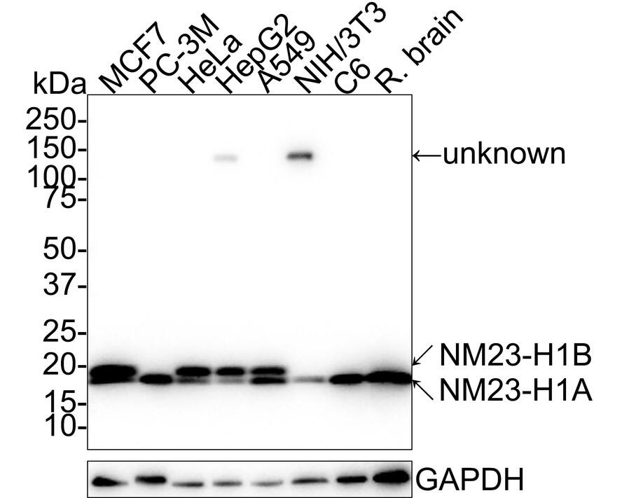Western blot analysis on different lysates with NBP3-32656 at 1/1,000 dilution. Lane 1: MCF7 cell lysate (20 µg/Lane) Lane 2: PC-3M cell lysate (20 µg/Lane) Lane 3: HeLa cell lysate (20 µg/Lane) Lane 4: HepG2 cell lysate (20 µg/Lane) Lane 5: A549 cell lysate (20 µg/Lane) Lane 4: NIH/3T3 cell lysate (20 µg/Lane) Lane 5: C6 cell lysate (20 µg/Lane) Lane 5: Rat brain tissue lysate (40 µg/Lane) Predicted band size: 17 kDa Observed band size: 17/19 kDa Exposure time: 1 minute; 4-20% SDS-PAGE gel. Proteins were transferred to a PVDF membrane and blocked with 5% NFDM/TBST for 1 hour at room temperature. NBP3-32656 at 1/1,000 dilution was used in 5% NFDM/TBST at 4℃ overnight. Goat anti-Mouse IgG [HRP] at 1:50,000 dilution was used for 1 hour at room temperature.