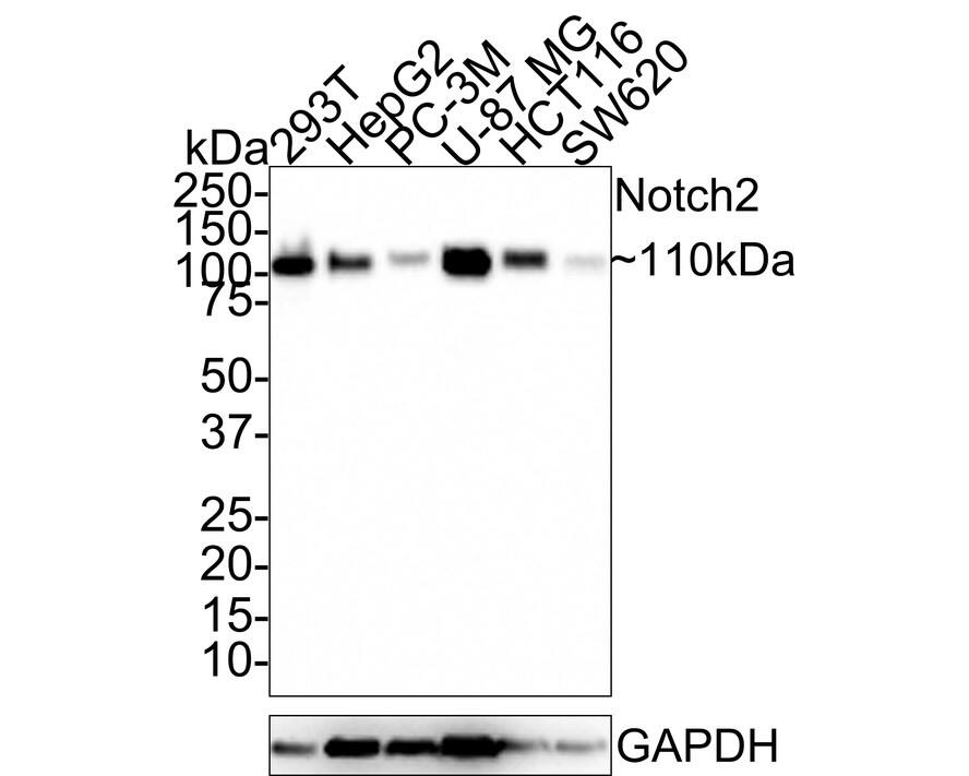 Western Blot: Notch-2 Antibody (PSH0-54) [NBP3-32657] - Western blot analysis of Notch-2 on different lysates with Rabbit anti-Notch-2 antibody (NBP3-32657) at 1/1,000 dilution. Lane 1: 293T cell lysate Lane 2: HepG2 cell lysate Lane 3: PC-3M cell lysate Lane 4: U-87 MG cell lysate Lane 5: HCT116 cell lysate Lane 6: SW620 cell lysate Lysates/proteins at 20 ug/Lane. Predicted band size: 265 kDa Observed band size: 110 kDa Exposure time: 30 seconds; 4-20% SDS-PAGE gel. Proteins were transferred to a PVDF membrane and blocked with 5% NFDM/TBST for 1 hour at room temperature. The primary antibody (NBP3-32657) at 1/1,000 dilution was used in 5% NFDM/TBST at room temperature for 2 hours. Goat Anti-Rabbit IgG - HRP Secondary Antibody at 1:100,000 dilution was used for 1 hour at room temperature.