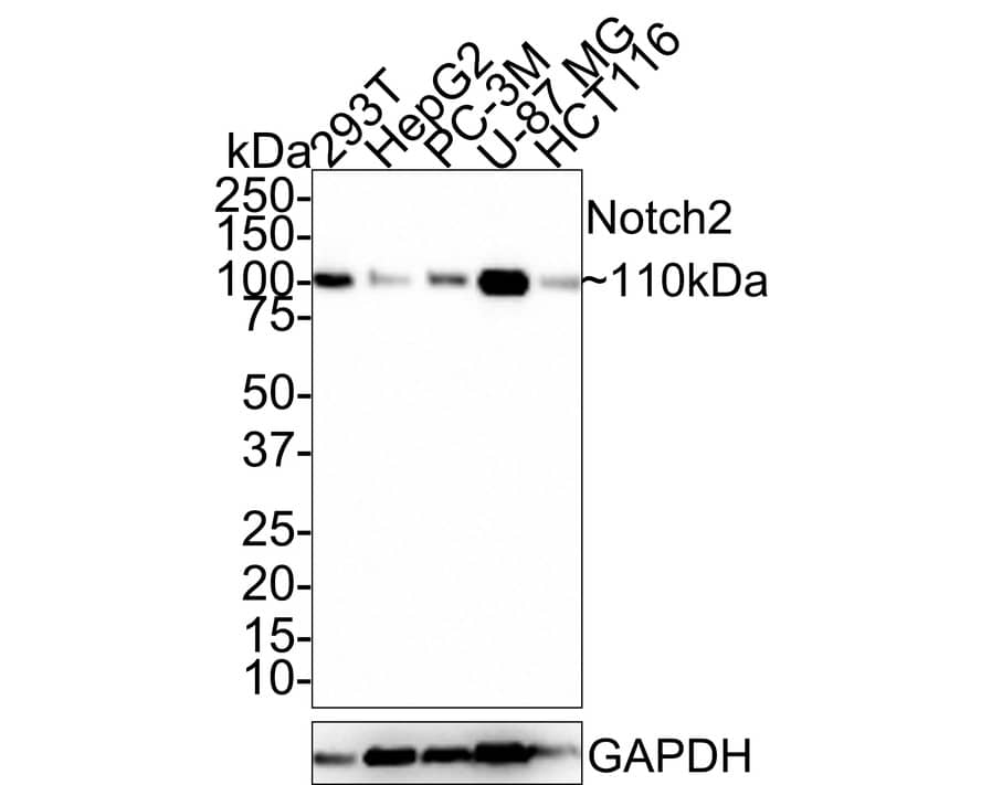Western Blot: Notch-2 Antibody (PSH0-55) [NBP3-32658] - Western blot analysis of Notch-2 on different lysates with Rabbit anti-Notch-2 antibody (NBP3-32658) at 1/1,000 dilution. Lane 1: 293T cell lysate Lane 2: HepG2 cell lysate Lane 3: PC-3M cell lysate Lane 4: U-87 MG cell lysate Lane 5: HCT116 cell lysate Lysates/proteins at 20 ug/Lane. Predicted band size: 265 kDa Observed band size: 110 kDa Exposure time: 2 minutes 30 seconds; 4-20% SDS-PAGE gel. Proteins were transferred to a PVDF membrane and blocked with 5% NFDM/TBST for 1 hour at room temperature. The primary antibody (NBP3-32658) at 1/1,000 dilution was used in 5% NFDM/TBST at room temperature for 2 hours. Goat Anti-Rabbit IgG - HRP Secondary Antibody at 1:100,000 dilution was used for 1 hour at room temperature.