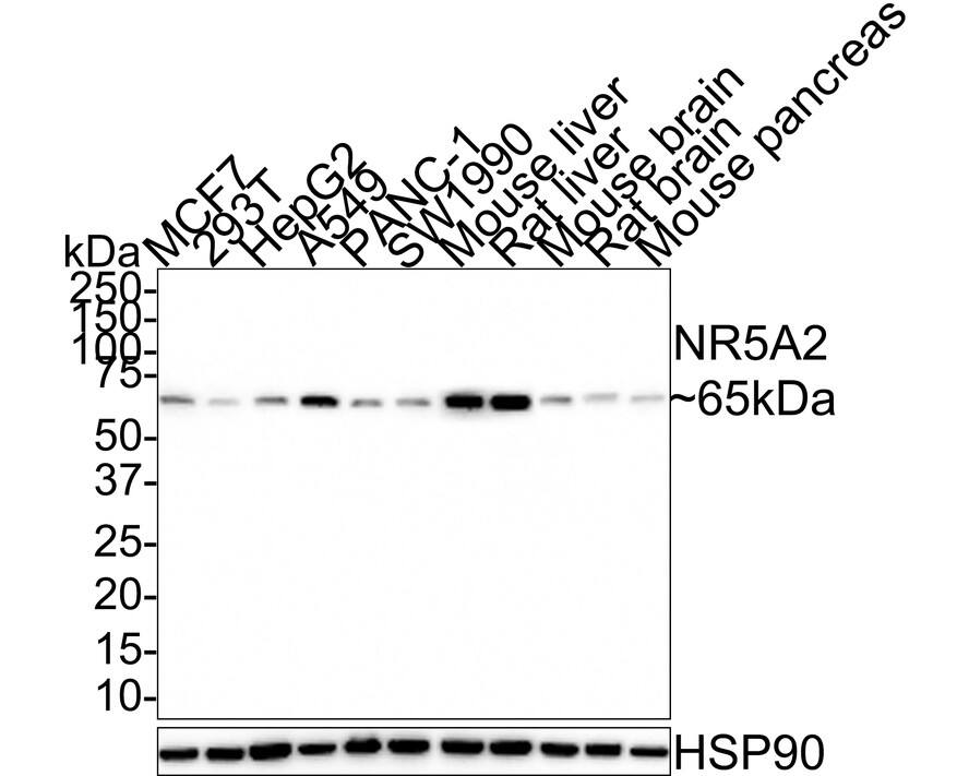 Western Blot: LRH-1/NR5A2 Antibody (JE30-50) [NBP3-32660] - Western blot analysis of LRH-1/NR5A2 on different lysates with Rabbit anti-LRH-1/NR5A2 antibody (NBP3-32660) at 1/1,000 dilution. Lane 1: MCF7 cell lysate (15 ug/Lane) Lane 2: 293T cell lysate (15 ug/Lane) Lane 3: HepG2 cell lysate (15 ug/Lane) Lane 4: A549 cell lysate (15 ug/Lane) Lane 5: PANC-1 cell lysate (15 ug/Lane) Lane 6: SW1990 cell lysate (15 ug/Lane) Lane 7: Mouse liver tissue lysate (30 ug/Lane) Lane 8: Rat liver tissue lysate (30 ug/Lane) Lane 9: Mouse brain tissue lysate (30 ug/Lane) Lane 10: Rat brain tissue lysate (30 ug/Lane) Lane 11: Mouse pancreas tissue lysate (30 ug/Lane) Predicted band size: 61 kDa Observed band size: 65 kDa Exposure time: 24 seconds; 4-20% SDS-PAGE gel. Proteins were transferred to a PVDF membrane and blocked with 5% NFDM/TBST for 1 hour at room temperature. The primary antibody (NBP3-32660) at 1/1,000 dilution was used in 5% NFDM/TBST at room temperature for 2 hours. Goat Anti-Rabbit IgG - HRP Secondary Antibody at 1:100,000 dilution was used for 1 hour at room temperature.