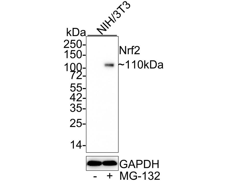 Western blot analysis on different lysates with NBP3-32661 at 1/1,000 dilution. Lane 1: NIH/3T3 cell lysate Lane 2: NIH/3T3 treated with 10μM MG-132 for 8 hours cell lysate Lysates/proteins at 20 µg/Lane. Predicted band size: 68 kDa Observed band size: 110 kDa Exposure time: 3 minutes; 4-20% SDS-PAGE gel. Proteins were transferred to a PVDF membrane and blocked with 5% NFDM/TBST for 1 hour at room temperature. NBP3-32661 at 1/1,000 dilution was used in 5% NFDM/TBST at 4℃ overnight. Goat Anti-Rabbit IgG [HRP] Secondary Antibody at 1/50,000 dilution was used for 1 hour at room temperature.