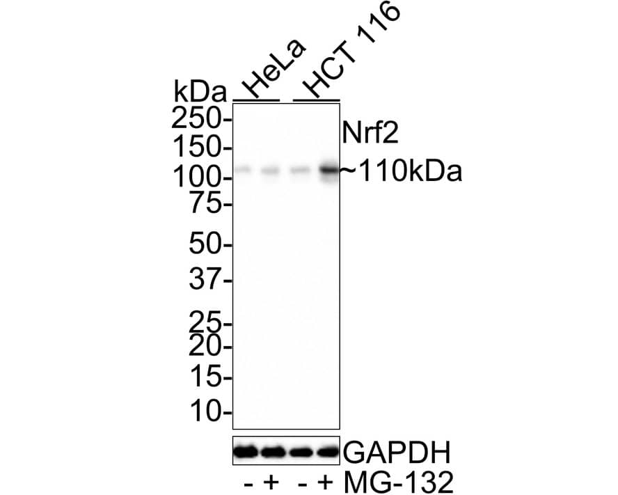 Western Blot: Nrf2 Antibody (JE30-14) [NBP3-32661] - Western blot analysis of Nrf2 on different lysates with Rabbit anti-Nrf2 antibody (NBP3-32661) at 1/1,000 dilution. Lane 1: HeLa whole cell lysate Lane 2: HeLa treated with 2uM MG-132 for 18 hours whole cell lysate Lane 3: HCT 116 whole cell lysate Lane 4: HCT 116 treated with 25uM MG-132 for 4 hours whole cell lysate Lysates/proteins at 20 ug/Lane. Predicted band size: 68 kDa Observed band size: 110 kDa Exposure time: 3 minutes; 4-20% SDS-PAGE gel. Proteins were transferred to a PVDF membrane and blocked with 5% NFDM/TBST for 1 hour at room temperature. The primary antibody (NBP3-32661) at 1/1,000 dilution was used in 5% NFDM/TBST at room temperature for 2 hours. Goat Anti-Rabbit IgG - HRP Secondary Antibody at 1:100,000 dilution was used for 1 hour at room temperature.