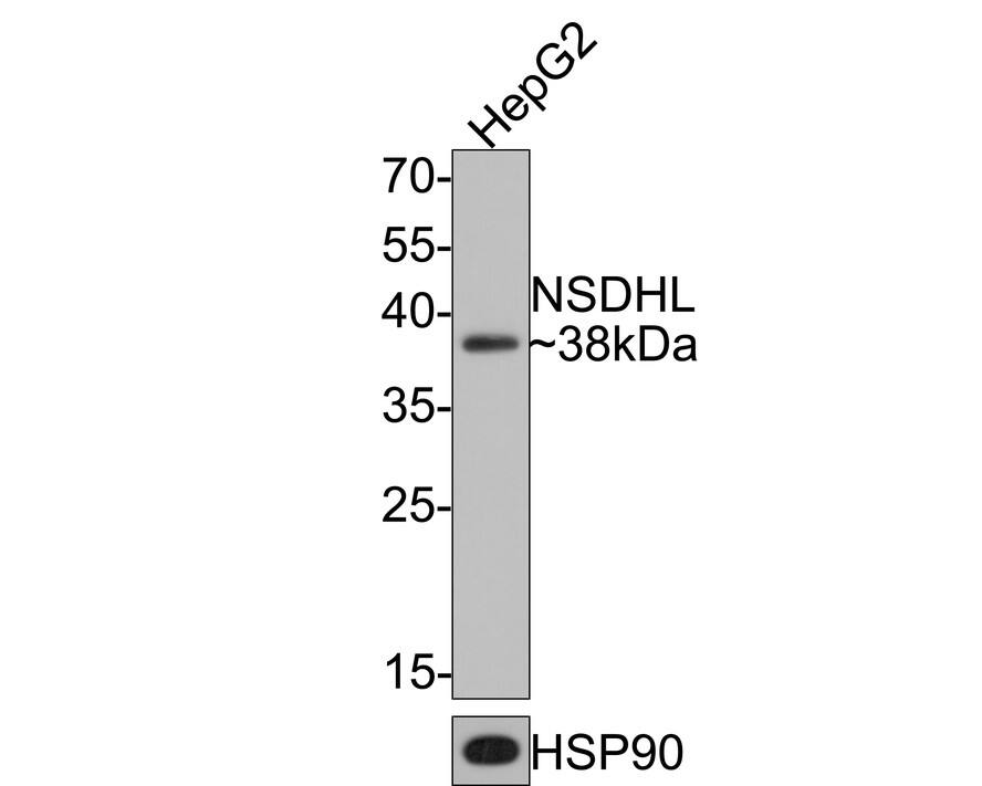 Western Blot: NSDHL Antibody (JE64-86) [NBP3-32662] - Western blot analysis of NSDHL on HepG2 cell lysates with Rabbit anti-NSDHL antibody (NBP3-32662) at 1/1,000 dilution. Lysates/proteins at 10 ug/Lane. Predicted band size: 42 kDa Observed band size: 38 kDa Exposure time: 1 minute; 12% SDS-PAGE gel. Proteins were transferred to a PVDF membrane and blocked with 5% NFDM/TBST for 1 hour at room temperature. The primary antibody (NBP3-32662) at 1/1,000 dilution was used in 5% NFDM/TBST at room temperature for 2 hours. Goat Anti-Rabbit IgG - HRP Secondary Antibody at 1:300,000 dilution was used for 1 hour at room temperature.