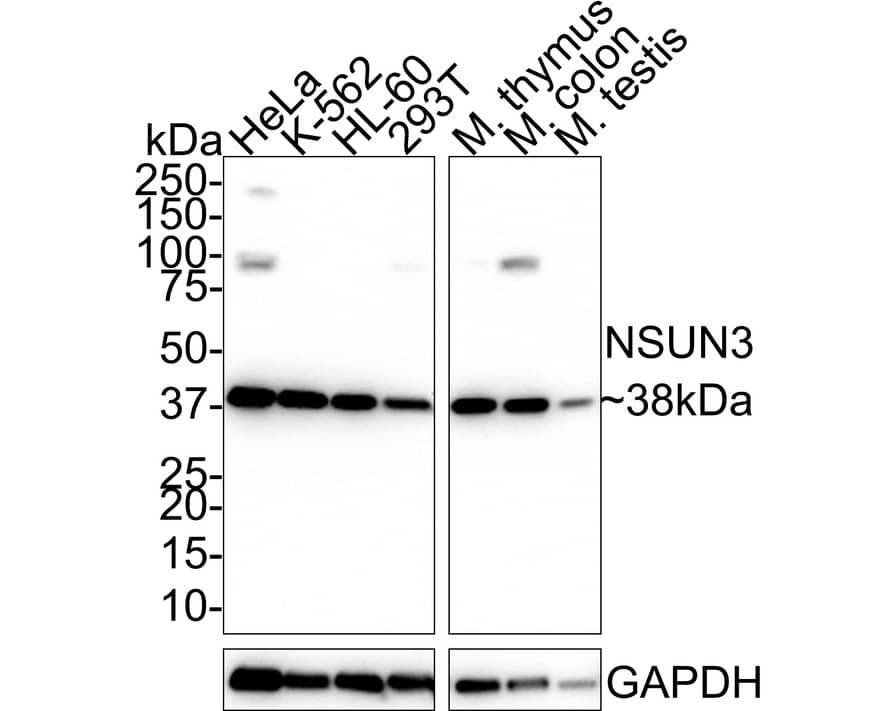 Western blot analysis on different lysates with NBP3-32665 at 1/1,000 dilution. Lane 1: HeLa cell lysate (40 µg/Lane) Lane 2: K-562 cell lysate (40 µg/Lane) Lane 3: HL-60 cell lysate (40 µg/Lane) Lane 4: 293T cell lysate (40 µg/Lane) Lane 5: Mouse thymus tissue lysate (40 µg/Lane) Lane 6: Mouse colon tissue lysate (40 µg/Lane) Lane 7: Mouse testis tissue lysate (40 µg/Lane) Predicted band size: 38 kDa Observed band size: 38 kDa Exposure time: 3 minutes 10 seconds; 4-20% SDS-PAGE gel. Proteins were transferred to a PVDF membrane and blocked with 5% NFDM/TBST for 1 hour at room temperature. NBP3-32665 at 1/1,000 dilution was used in 5% NFDM/TBST at 4℃ overnight. Goat Anti-Rabbit IgG [HRP] Secondary Antibody at 1/50,000 dilution was used for 1 hour at room temperature.