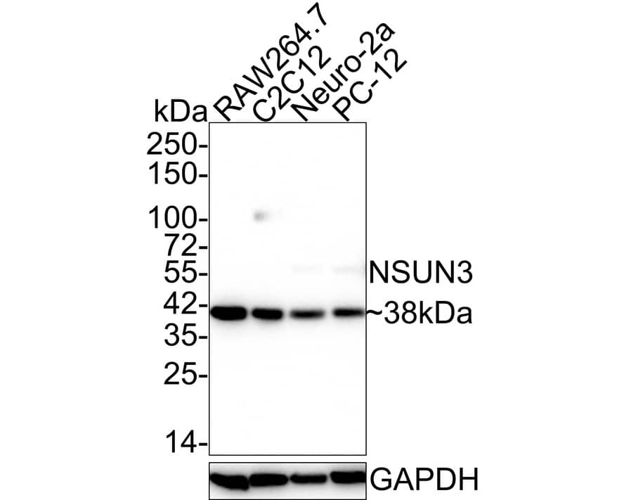 Western blot analysis on different lysates with NBP3-32665 at 1/1,000 dilution. Lane 1: RAW264.7 cell lysate (30 µg/Lane) Lane 2: C2C12 cell lysate (30 µg/Lane) Lane 3: Neuro-2a cell lysate (30 µg/Lane) Lane 4: PC-12 cell lysate (30 µg/Lane) Predicted band size: 38 kDa Observed band size: 38 kDa Exposure time: 1 minute 59 seconds; 4-20% SDS-PAGE gel. Proteins were transferred to a PVDF membrane and blocked with 5% NFDM/TBST for 1 hour at room temperature. NBP3-32665 at 1/1,000 dilution was used in 5% NFDM/TBST at room temperature for 2 hours. Goat Anti-Rabbit IgG [HRP] Secondary Antibody at 1/50,000 dilution was used for 1 hour at room temperature.