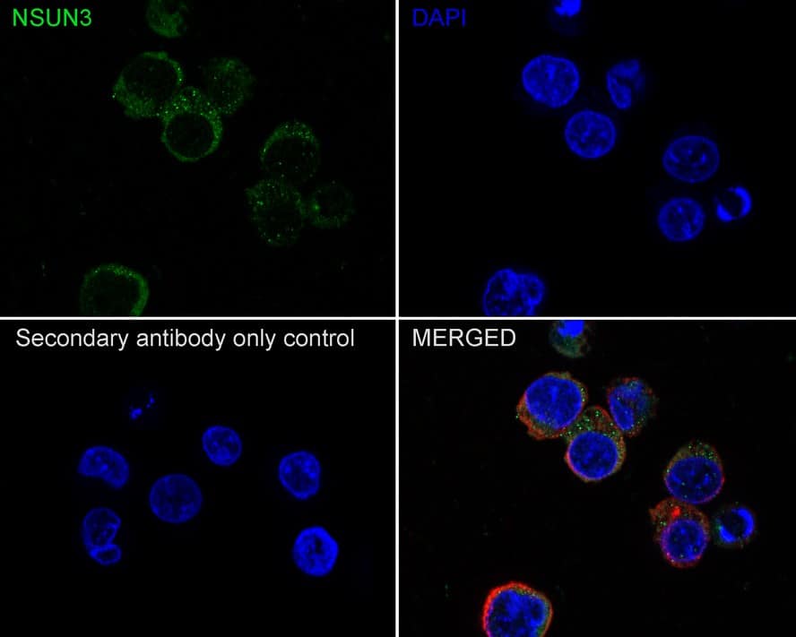 Immunocytochemistry/ Immunofluorescence NSUN3 Antibody (PSH01-97)