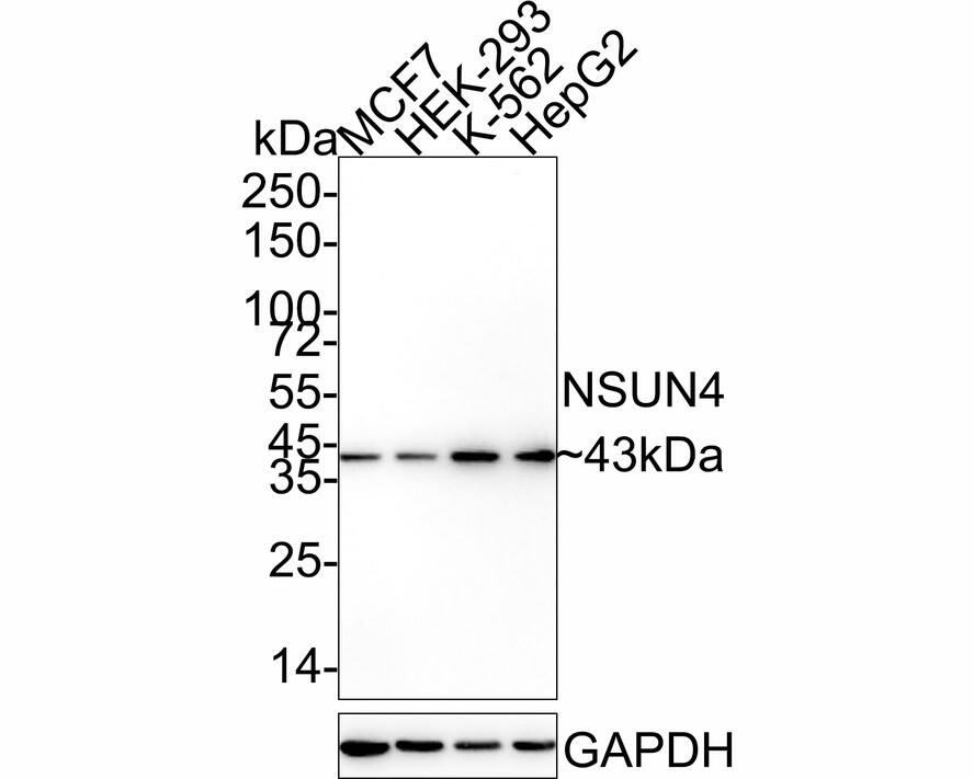 Western blot analysis on different lysates with NBP3-32666 at 1/1,000 dilution. Lane 1: MCF7 cell lysate Lane 2: HEK-293 cell lysate Lane 3: K-562 cell lysate Lane 4: HepG2 cell lysate Lysates/proteins at 20 µg/Lane. Predicted band size: 43 kDa Observed band size: 43 kDa Exposure time: 2 minutes; 4-20% SDS-PAGE gel. Proteins were transferred to a PVDF membrane and blocked with 5% NFDM/TBST for 1 hour at room temperature. NBP3-32666 at 1/1,000 dilution was used in 5% NFDM/TBST at 4℃ overnight. Goat anti-Mouse IgG [HRP] at 1/50,000 dilution was used for 1 hour at room temperature.
