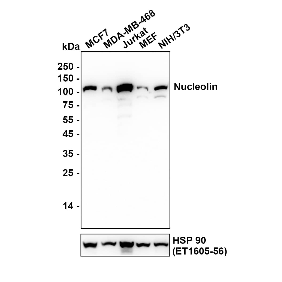 Western blot analysis on different lysates with NBP3-32668 at 1/1,000 dilution. Lane 1: MCF7 (Human breat cancer cells) cell lysate Lane 2: MDA-MB-468 (Human breat cancer cells) cell lysate Lane 3: Jurkat (Human T-lymphocyte leukemia cells) cell lysate Lane 4: MEF (Mouse embryonic fibroblasts cells) cell lysate Lane 5: NIH/3T3 (Mouse fibroblast) cell lysate Lysates/proteins at 20 µg/Lane. Exposure time: 12 seconds Blocking: 5% NFDM/TBST, 1 hour at room temperature Primary antibody: NBP3-32668, 1/1,000 in primary antibody dilution buffer, overnight at 4 ℃ Secondary antibody: Goat Anti-Rabbit IgG [HRP] Secondary Antibody, 1/50,000 in 5% NFDM/TBST, 1 hour at room temperature Predicted band size: 76.6 kDa Observed band size: 77 kDa
