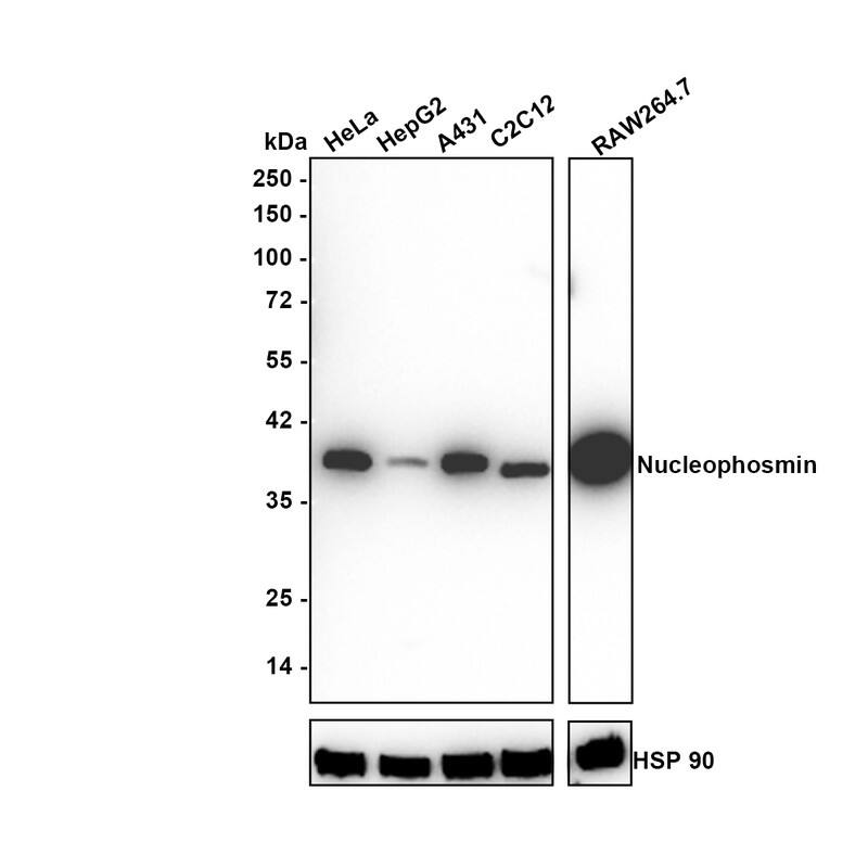 Western blot analysis on different lysates with NBP3-32669 at 1/1,000 dilution. Lane 1: HeLa cell lysate Lane 2: HepG2 cell lysate Lane 3: A431 cell lysate Lane 4: C2C12 cell lysate Lane 5: RAW264.7 cell lysate Lysates/proteins at 30 µg/Lane. Predicted band size: 33 kDa Observed band size: 38 kDa Exposure time: 2 minutes; 4-20% SDS-PAGE gel. Proteins were transferred to a PVDF membrane and blocked with 5% NFDM/TBST for 1 hour at room temperature. NBP3-32669 at 1/1,000 dilution was used in 5% NFDM/TBST at room temperature for 2 hours. Goat Anti-Rabbit IgG [HRP] Secondary Antibody at 1/50,000 dilution was used for 1 hour at room temperature.