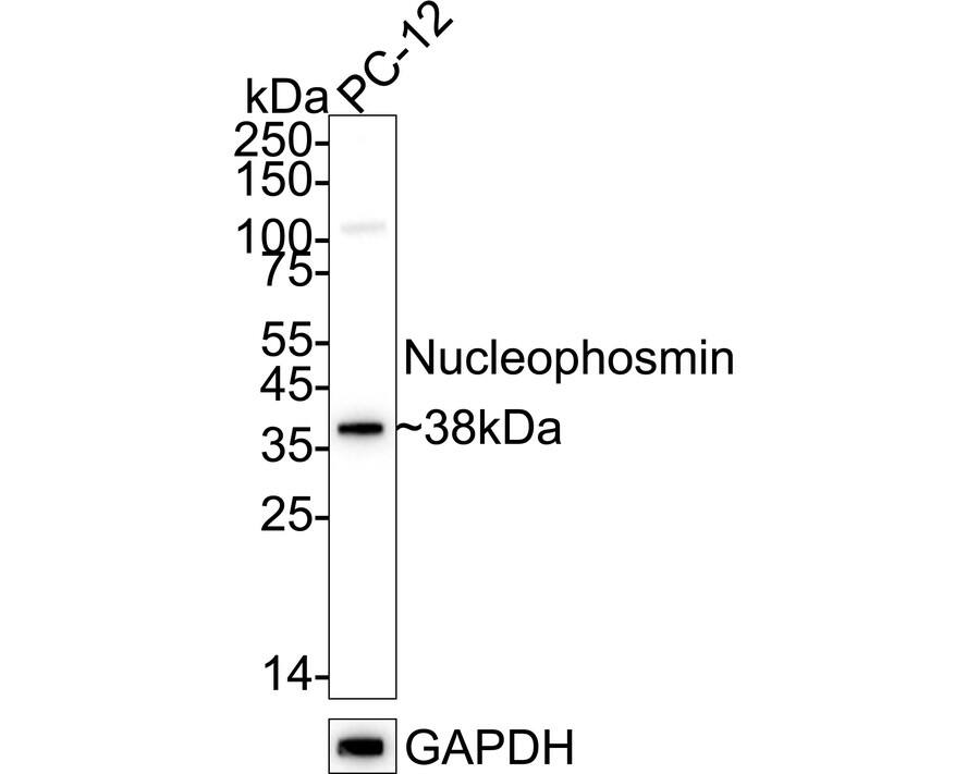Western blot analysis of  PC-12 cell lysates with NBP3-32669 at 1/5,000 dilution. Lysates/proteins at 10 µg/Lane. Predicted band size: 33 kDa Observed band size: 38 kDa Exposure time: 10 seconds;  4-20% SDS-PAGE gel. Proteins were transferred to a PVDF membrane and blocked with 5% NFDM/TBST for 1 hour at room temperature. NBP3-32669 at 1/5,000 dilution was used in primary antibody dilution at 4℃ overnight. Goat Anti-Rabbit IgG [HRP] Secondary Antibody at 1/50,000 dilution was used for 1 hour at room temperature.
