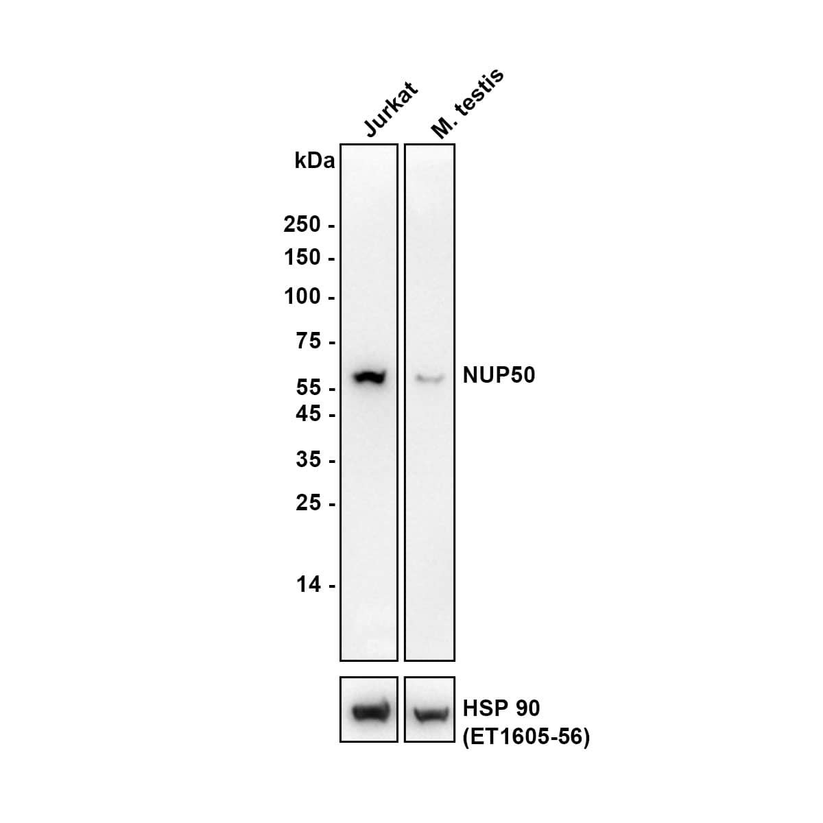 Western blot analysis on different lysates with NBP3-32671 at 1/2,000 dilution. Lane 1: Jurkat cell lysate Lane 2: Mouse testis tissue lysate Lysates/proteins at 30 µg/Lane. Exposure time: 65 seconds Blocking: 5% NFDM/TBST, 1 hour at room temperature Primary antibody: NBP3-32671, 1/2,000 in primary antibody dilution buffer, overnight at 4 ℃ Secondary antibody: Goat Anti-Rabbit IgG [HRP] Secondary Antibody, 1/50,000 in 5% NFDM/TBST, 1 hour at room temperature Predicted band size: 50 kDa Observed band size: 50 kDa