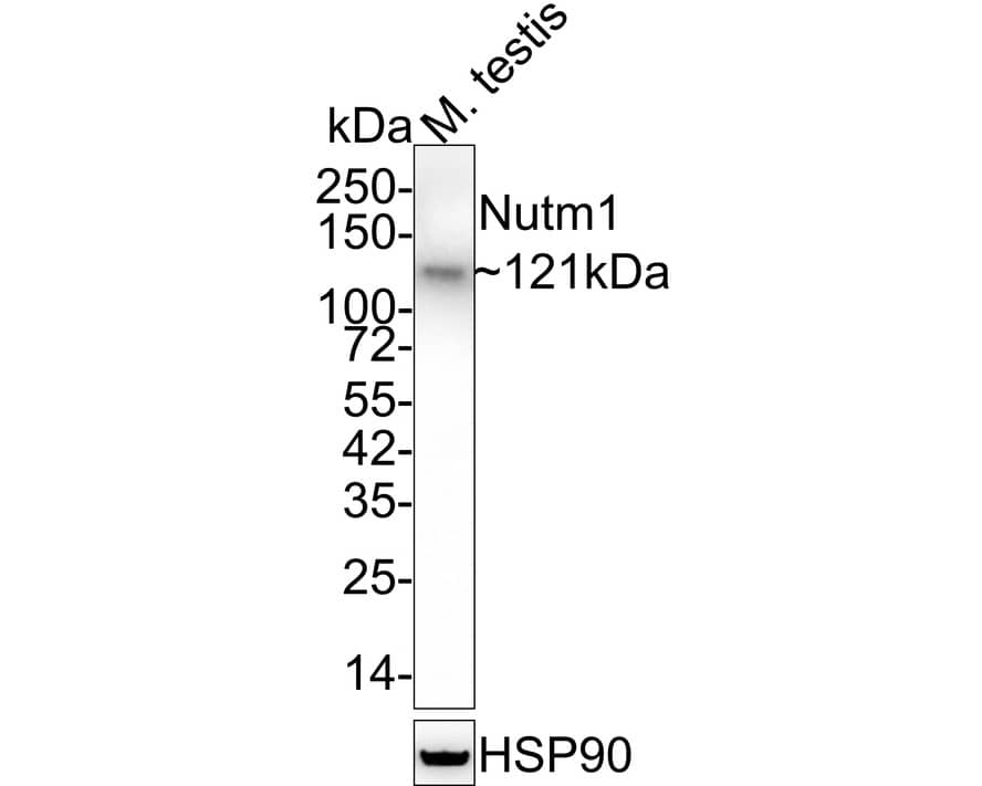 Western Blot: NUT Antibody [NBP3-32672] - Western blot analysis of NUT on mouse testis tissue lysates with Rabbit anti-NUT antibody (NBP3-32672) at 1/2,000 dilution. Lysates/proteins at 40 ug/Lane. Predicted band size: 120 kDa Observed band size: 120 kDa Exposure time: 2 minutes 18 seconds; 4-20% SDS-PAGE gel. Proteins were transferred to a PVDF membrane and blocked with 5% NFDM/TBST for 1 hour at room temperature. The primary antibody (NBP3-32672) at 1/2,000 dilution was used in 5% NFDM/TBST at 4  overnight. Goat Anti-Rabbit IgG - HRP Secondary Antibody at 1/50,000 dilution was used for 1 hour at room temperature.