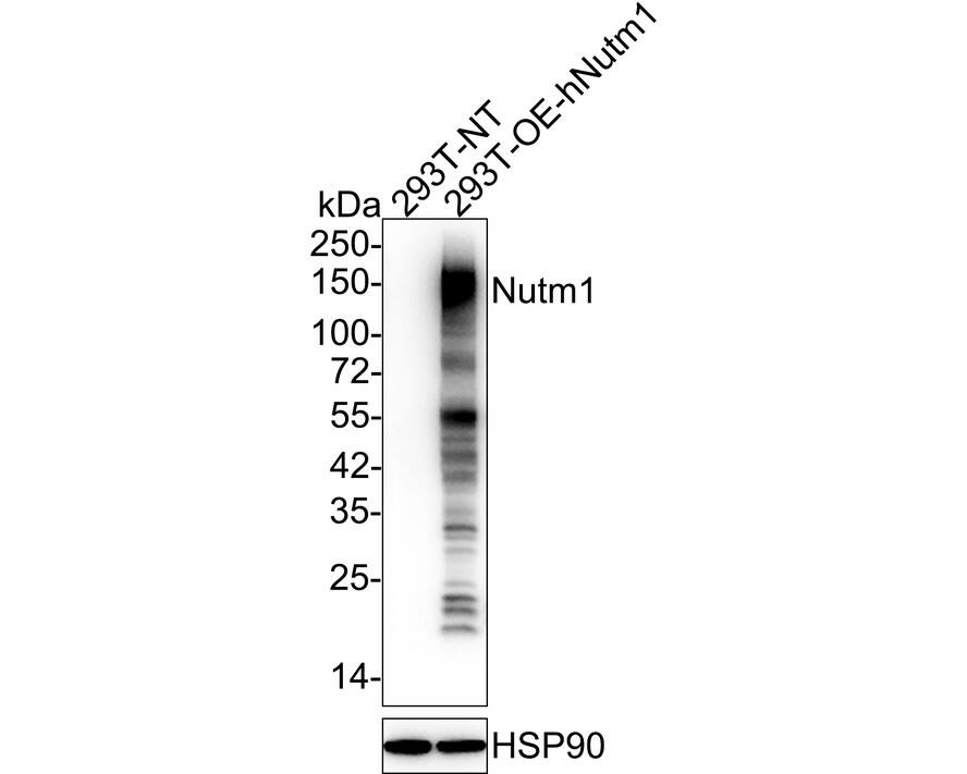 Western blot analysis on different lysates with NBP3-32675 at 1/2,000 dilution. Lane 1: 293T-NT cell lysate Lane 2: 293T-OE-hNutm1 cell lysate Lysates/proteins at 20 µg/Lane. Exposure time: 5 seconds; 4-20% SDS-PAGE gel. Proteins were transferred to a PVDF membrane and blocked with 5% NFDM/TBST for 1 hour at room temperature. NBP3-32675 at 1/2,000 dilution was used in 5% NFDM/TBST at 4℃ overnight. Goat Anti-Rabbit IgG [HRP] Secondary Antibody at 1/50,000 dilution was used for 1 hour at room temperature.