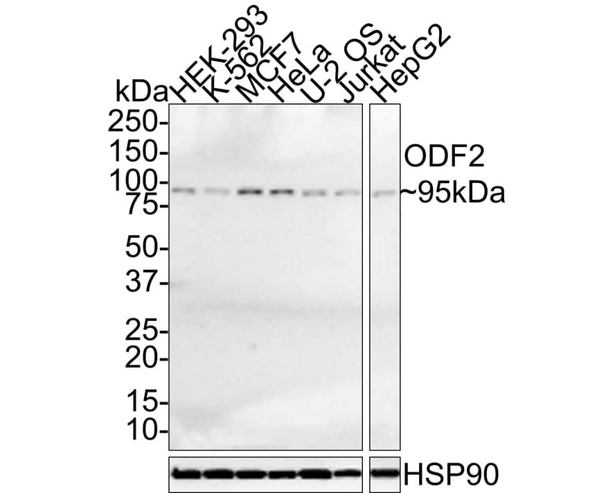 Western Blot: ODF2 Antibody (JE35-01) [NBP3-32676] - Western blot analysis of ODF2 on different lysates with Rabbit anti-ODF2 antibody (NBP3-32676) at 1/1,000 dilution. Lane 1: HEK-293 cell lysate Lane 2: K-562 cell lysate Lane 3: MCF7 cell lysate Lane 4: HeLa cell lysate Lane 5: U-2 OS cell lysate Lane 6: Jurkat cell lysate Lane 7: HepG2 cell lysate Lysates/proteins at 15 ug/Lane. Predicted band size: 95 kDa Observed band size: 95 kDa Exposure time: 3 minutes; 4-20% SDS-PAGE gel. Proteins were transferred to a PVDF membrane and blocked with 5% NFDM/TBST for 1 hour at room temperature. The primary antibody (NBP3-32676) at 1/1,000 dilution was used in 5% NFDM/TBST at room temperature for 2 hours. Goat Anti-Rabbit IgG - HRP Secondary Antibody at 1:100,000 dilution was used for 1 hour at room temperature.