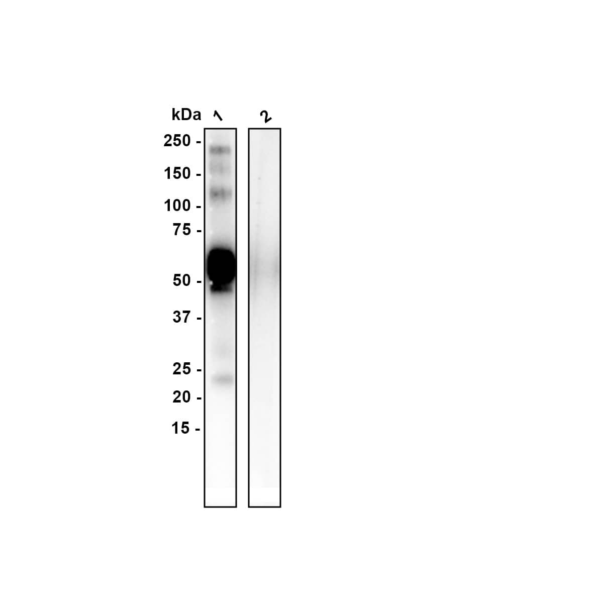 Western blot analysis on different lysates with NBP3-32677 at 1/1,000 dilution. Lane 1: OLFM4 recombinant protein Lane 2: OLFM4 recombinant protein with immunising peptide Lysates/proteins at 50 ng/Lane. Exposure time: 43 seconds; 4-20% SDS-PAGE gel. Proteins were transferred to a PVDF membrane and blocked with 5% NFDM/TBST for 1 hour at room temperature. NBP3-32677 at 1/1,000 dilution was used in 5% NFDM/TBST at room temperature for 2 hours. Goat Anti-Rabbit IgG [HRP] Secondary Antibody at 1/100,000 dilution was used for 1 hour at room temperature.