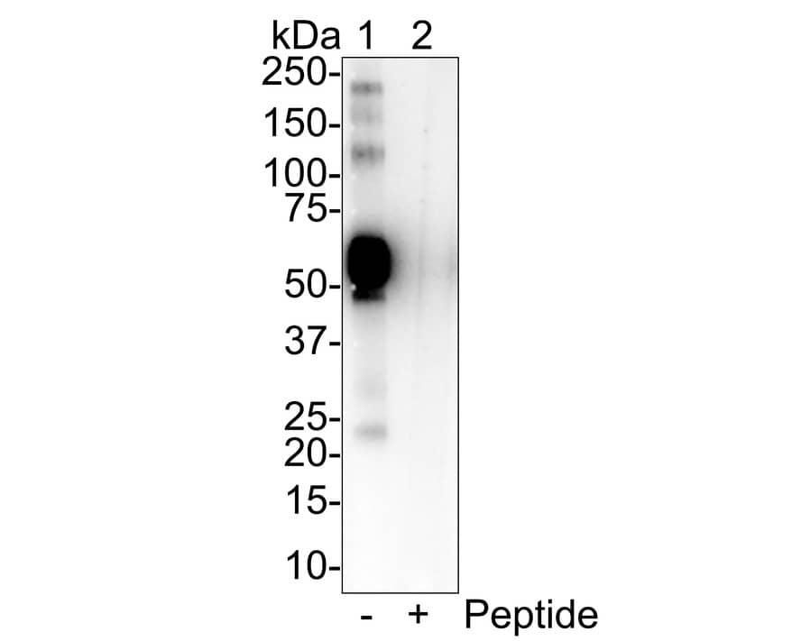 Western Blot: OLFM4 Antibody (PSH01-36) [NBP3-32677] - Western blot analysis of OLFM4 on different lysates with Rabbit anti-OLFM4 antibody (NBP3-32677) at 1/1,000 dilution. Lane 1: OLFM4 recombinant protein Lane 2: OLFM4 recombinant protein with immunising peptide Lysates/proteins at 50 ng/Lane. Exposure time: 43 seconds; 4-20% SDS-PAGE gel. Proteins were transferred to a PVDF membrane and blocked with 5% NFDM/TBST for 1 hour at room temperature. The primary antibody (NBP3-32677) at 1/1,000 dilution was used in 5% NFDM/TBST at room temperature for 2 hours. Goat Anti-Rabbit IgG - HRP Secondary Antibody at 1/100,000 dilution was used for 1 hour at room temperature.