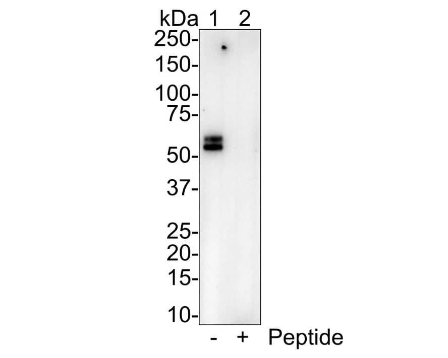 Western Blot: OLFM4 Antibody (PSH01-37) [NBP3-32678] - Western blot analysis of OLFM4 on different lysates with Rabbit anti-OLFM4 antibody (NBP3-32678) at 1/1,000 dilution. Lane 1: OLFM4 recombinant protein Lane 2: OLFM4 recombinant protein with immunising peptide Lysates/proteins at 50 ng/Lane. Exposure time: 3 minutes 10 seconds; 4-20% SDS-PAGE gel. Proteins were transferred to a PVDF membrane and blocked with 5% NFDM/TBST for 1 hour at room temperature. The primary antibody (NBP3-32678) at 1/1,000 dilution was used in 5% NFDM/TBST at room temperature for 2 hours. Goat Anti-Rabbit IgG - HRP Secondary Antibody at 1/100,000 dilution was used for 1 hour at room temperature.