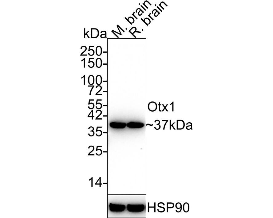 Western blot analysis on different lysates with NBP3-32681 at 1/1,000 dilution. Lane 1: Mouse brain tissue lysate Lane 2: Rat brain tissue lysate Lysates/proteins at 40 µg/Lane. Predicted band size: 37 kDa Observed band size: 37 kDa Exposure time: 30 seconds; 4-20% SDS-PAGE gel. Proteins were transferred to a PVDF membrane and blocked with 5% NFDM/TBST for 1 hour at room temperature. NBP3-32681 at 1/1,000 dilution was used in 5% NFDM/TBST at 4℃ overnight. Goat Anti-Rabbit IgG [HRP] Secondary Antibody at 1/50,000 dilution was used for 1 hour at room temperature.