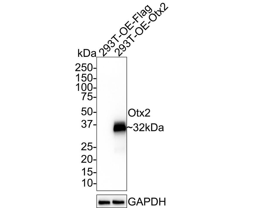 Western blot analysis on different lysates with NBP3-32682 at 1/1,000 dilution. Lane 1: 293T transfected with FLAG-tagged empty control cell lysate Lane 2: 293T transfected with FLAG-tagged Otx2 cell lysate Lysates/proteins at 30 µg/Lane. Predicted band size: 32 kDa Observed band size: 32 kDa Exposure time: 24 seconds; 4-20% SDS-PAGE gel. Proteins were transferred to a PVDF membrane and blocked with 5% NFDM/TBST for 1 hour at room temperature. NBP3-32682 at 1/1,000 dilution was used in 5% NFDM/TBST at room temperature for 2 hours. Goat Anti-Rabbit IgG [HRP] Secondary Antibody at 1/100,000 dilution was used for 1 hour at room temperature.