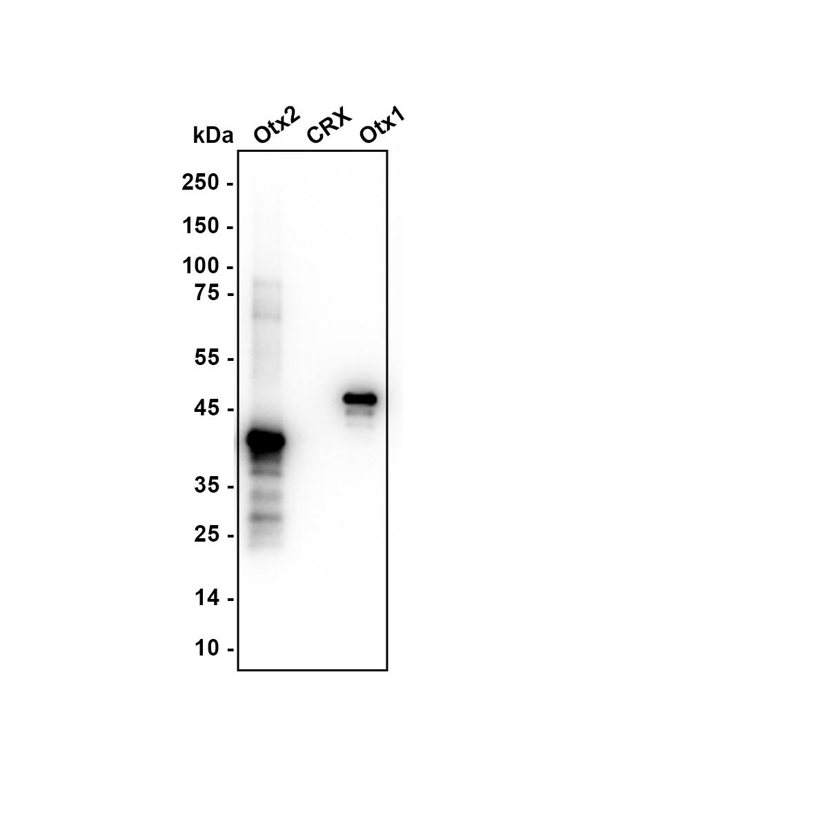 Western blot analysis on different lysates with NBP3-32682 at 1/1,000 dilution. Lane 1: Human Otx2 recombinant protein, 50ng/Lane Lane 2: Human CRX recombinant protein, 50ng/Lane Lane 3: Human Otx1 recombinant protein, 50ng/Lane Exposure time: 5 seconds; 4-20% SDS-PAGE gel. Proteins were transferred to a PVDF membrane and blocked with 5% NFDM/TBST for 1 hour at room temperature. NBP3-32682 at 1/1,000 dilution was used in 5% NFDM/TBST at room temperature for 2 hours. Goat Anti-Rabbit IgG [HRP] Secondary Antibody at 1:50,000 dilution was used for 1 hour at room temperature.