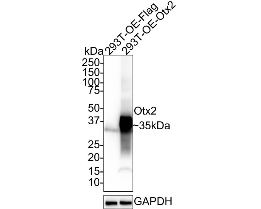 Western blot analysis on different lysates with NBP3-32683 at 1/1,000 dilution. Lane 1: 293T transfected with FLAG-tagged empty control cell lysate Lane 2: 293T transfected with FLAG-tagged Otx2 cell lysate Lysates/proteins at 30 µg/Lane. Predicted band size: 32 kDa Observed band size: 35 kDa Exposure time: 24 seconds; 4-20% SDS-PAGE gel. Proteins were transferred to a PVDF membrane and blocked with 5% NFDM/TBST for 1 hour at room temperature. NBP3-32683 at 1/1,000 dilution was used in 5% NFDM/TBST at room temperature for 2 hours. Goat Anti-Rabbit IgG [HRP] Secondary Antibody at 1/100,000 dilution was used for 1 hour at room temperature.
