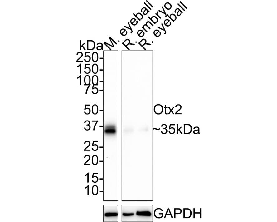 Western blot analysis on different lysates with NBP3-32683 at 1/1,000 dilution. Lane 1: Mouse eyeball tissue lysate (40 µg/Lane) Lane 2: Rat embryo tissue lysate (40 µg/Lane) Lane 3: Rat eyeball tissue lysate (40 µg/Lane) Predicted band size: 32 kDa Observed band size: 35 kDa Exposure time: 5 minutes 10 seconds; 4-20% SDS-PAGE gel. Proteins were transferred to a PVDF membrane and blocked with 5% NFDM/TBST for 1 hour at room temperature. NBP3-32683 at 1/1,000 dilution was used in 5% NFDM/TBST at room temperature for 2 hours. Goat Anti-Rabbit IgG [HRP] Secondary Antibody at 1/50,000 dilution was used for 1 hour at room temperature.