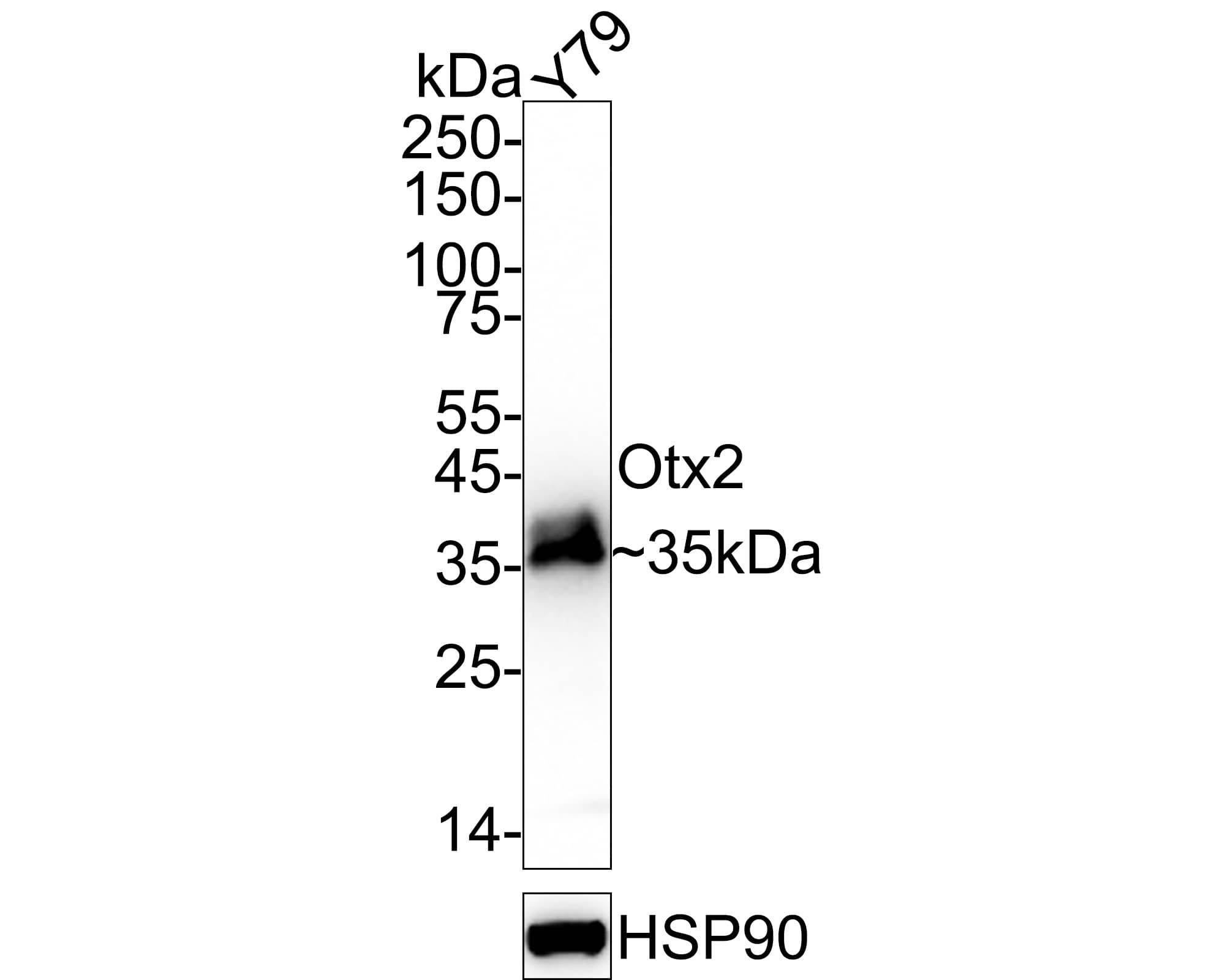 Western blot analysis of  Y79 cell lysates with NBP3-32683 at 1/5,000 dilution. Lysates/proteins at 20 µg/Lane. Predicted band size: 32 kDa Observed band size: 35 kDa Exposure time: 9 seconds;  4-20% SDS-PAGE gel. Proteins were transferred to a PVDF membrane and blocked with 5% NFDM/TBST for 1 hour at room temperature. NBP3-32683 at 1/5,000 dilution was used in 5% NFDM/TBST at 4℃ overnight. Goat Anti-Rabbit IgG [HRP] Secondary Antibody at 1/50,000 dilution was used for 1 hour at room temperature.