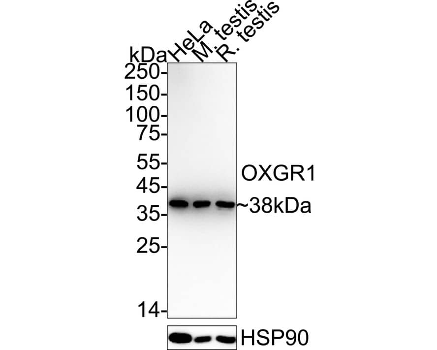 Western blot analysis on different lysates with NBP3-32684 at 1/2,000 dilution. Lane 1: HeLa cell lysate (20 µg/Lane) Lane 2: Mouse testis tissue lysate (40 µg/Lane) Lane 3: Rat testis tissue lysate (40 µg/Lane) Predicted band size: 38 kDa Observed band size: 38 kDa Exposure time: 1 minute;  4-20% SDS-PAGE gel. Proteins were transferred to a PVDF membrane and blocked with 5% NFDM/TBST for 1 hour at room temperature. NBP3-32684 at 1/2,000 dilution was used in 5% NFDM/TBST at 4℃ overnight. Goat Anti-Rabbit IgG [HRP] Secondary Antibody at 1/50,000 dilution was used for 1 hour at room temperature.