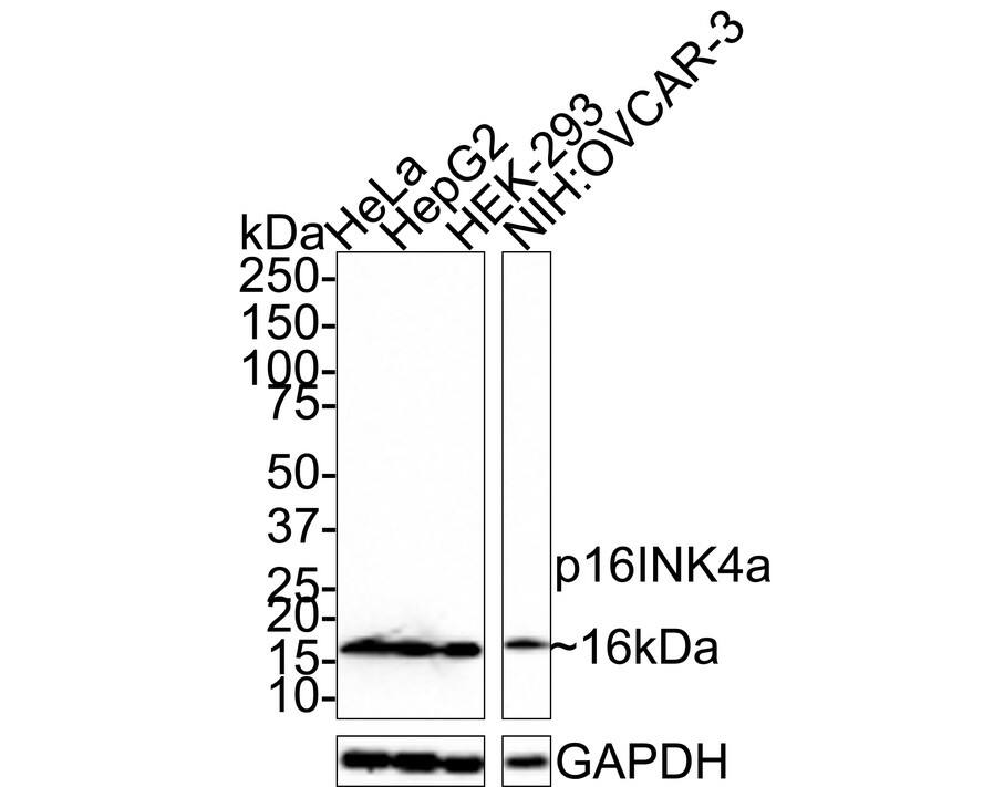 Western blot analysis on different lysates with NBP3-32688 at 1/1,000 dilution. Lane 1: HeLa cell lysate Lane 2: HepG2 cell lysate Lane 3: HEK-293 cell lysate Lane 4: NIH:OVCAR-3 cell lysate Lysates/proteins at 20 µg/Lane. Predicted band size: 16 kDa Observed band size: 16 kDa Exposure time: 2 minutes; 4-20% SDS-PAGE gel. Proteins were transferred to a PVDF membrane and blocked with 5% NFDM/TBST for 1 hour at room temperature. NBP3-32688 at 1/1,000 dilution was used in 5% NFDM/TBST at room temperature for 2 hours. Goat anti-Mouse IgG [HRP] at 1:100,000 dilution was used for 1 hour at room temperature.