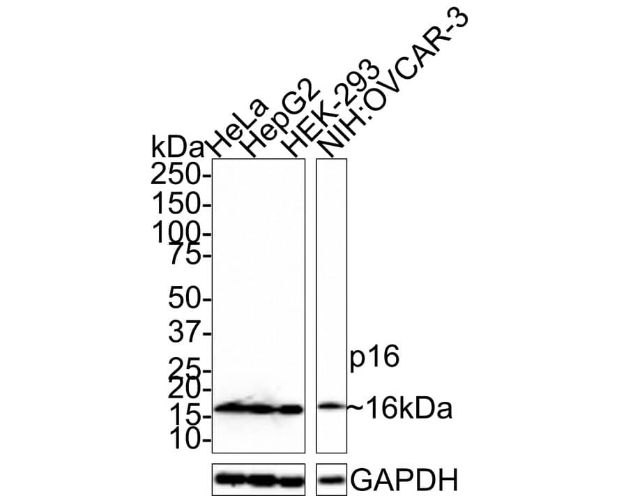 Western Blot: p16INK4a/CDKN2A Antibody (PD01-16) [NBP3-32688] - Western blot analysis of p16INK4a/CDKN2A on different lysates with Mouse anti-p16INK4a/CDKN2A antibody (NBP3-32688) at 1/1,000 dilution. Lane 1: HeLa cell lysate Lane 2: HepG2 cell lysate Lane 3: HEK-293 cell lysate Lane 4: NIH:OVCAR-3 cell lysate Lysates/proteins at 20 ug/Lane. Predicted band size: 16 kDa Observed band size: 16 kDa Exposure time: 2 minutes; 4-20% SDS-PAGE gel. Proteins were transferred to a PVDF membrane and blocked with 5% NFDM/TBST for 1 hour at room temperature. The primary antibody (NBP3-32688) at 1/1,000 dilution was used in 5% NFDM/TBST at room temperature for 2 hours. Goat Anti-Mouse IgG - HRP Secondary Antibody at 1:100,000 dilution was used for 1 hour at room temperature.