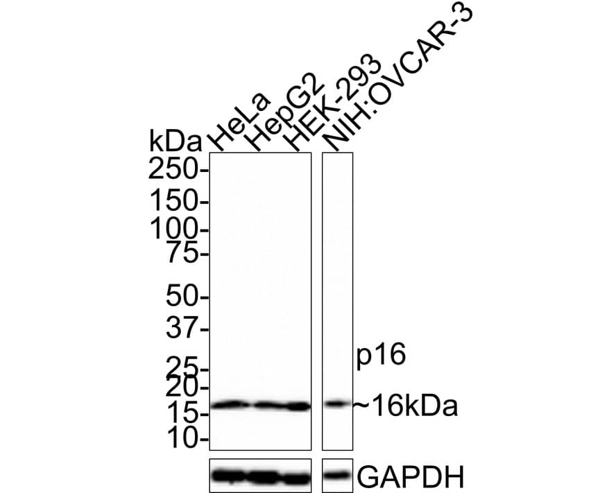 Western Blot: p16INK4a/CDKN2A Antibody (PD01-16) [NBP3-32689] - Western blot analysis of p16INK4a/CDKN2A on different lysates with Rabbit anti-p16INK4a/CDKN2A antibody (NBP3-32689) at 1/1,000 dilution. Lane 1: HeLa cell lysate Lane 2: HepG2 cell lysate Lane 3: HEK-293 cell lysate Lane 4: NIH:OVCAR-3 cell lysate Lysates/proteins at 20 ug/Lane. Predicted band size: 16 kDa Observed band size: 16 kDa Exposure time: 2 minutes; 4-20% SDS-PAGE gel. Proteins were transferred to a PVDF membrane and blocked with 5% NFDM/TBST for 1 hour at room temperature. The primary antibody (NBP3-32689) at 1/1,000 dilution was used in 5% NFDM/TBST at room temperature for 2 hours. Goat Anti-Rabbit IgG - HRP Secondary Antibody at 1:100,000 dilution was used for 1 hour at room temperature.