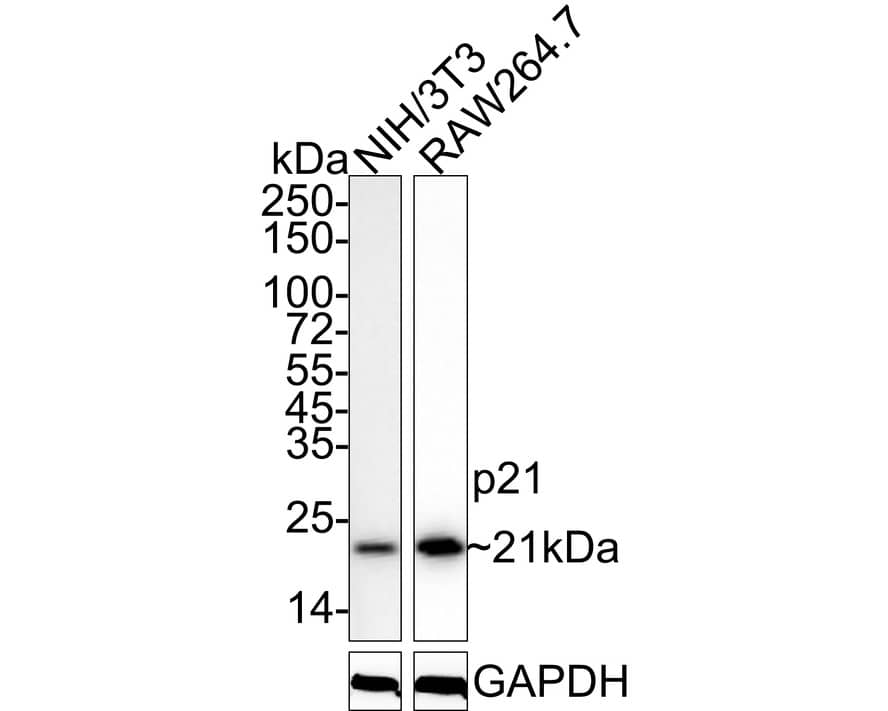 Western blot analysis on different lysates with NBP3-32691 at 1/1,000 dilution. Lane 1: NIH/3T3 cell lysate Lane 2: RAW264.7 cell lysate Lysates/proteins at 30 µg/Lane. Predicted band size: 18 kDa Observed band size: 21 kDa Exposure time: Lane 1: 1 minute; Lane 2: 9 seconds; 4-20% SDS-PAGE gel. Proteins were transferred to a PVDF membrane and blocked with 5% NFDM/TBST for 1 hour at room temperature. NBP3-32691 at 1/1,000 dilution was used in 5% NFDM/TBST at 4℃ overnight. Goat Anti-Rabbit IgG [HRP] Secondary Antibody at 1/50,000 dilution was used for 1 hour at room temperature.