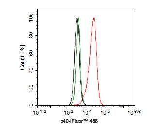 Flow Cytometry: p40/deltaNp63 Antibody (PDH0-06) [NBP3-32695] - Flow cytometric analysis of A431 cells labeling p40/deltaNp63. Cells were fixed and permeabilized. Then stained with the primary antibody (NBP3-32695, 1ug/ml) (red) compared with Rabbit IgG Isotype Control (green). After incubation of the primary antibody at +4℃ for an hour, the cells were stained with a iFluor™ 488 conjugate-Goat anti-Rabbit IgG Secondary antibody at 1/1,000 dilution for 30 minutes at +4℃. Unlabelled sample was used as a control (cells without incubation with primary antibody; black).