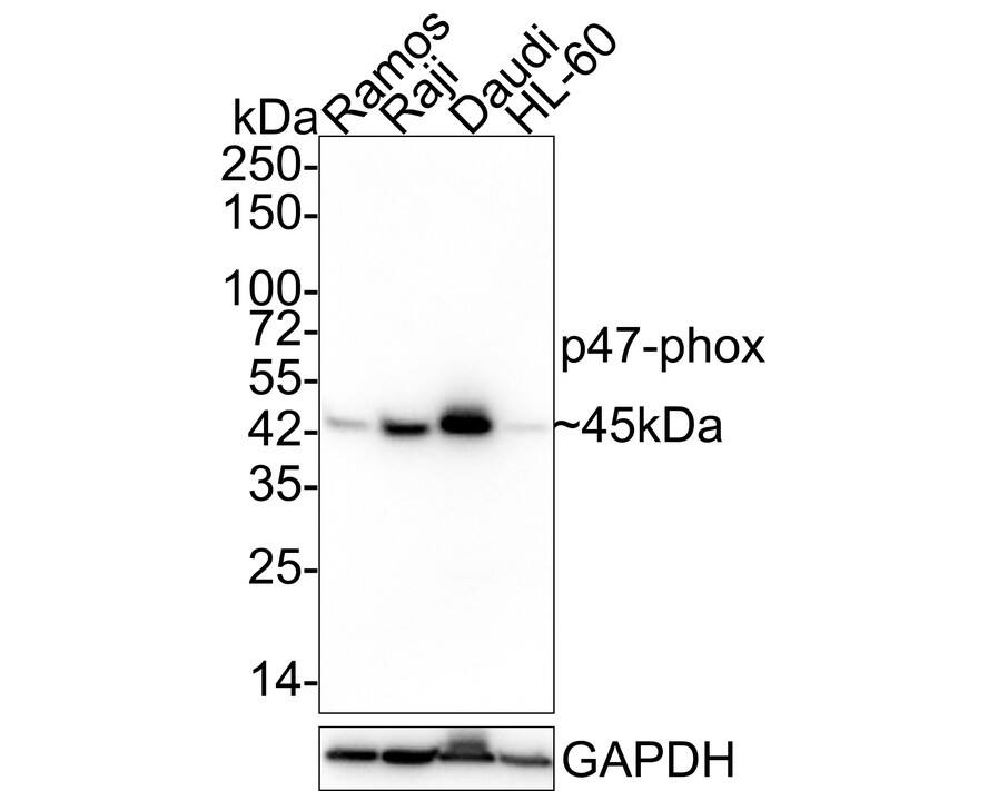 Western Blot: NCF1 Antibody (A6B10-R) [NBP3-32696] - Western blot analysis of NCF1 on different lysates with Mouse anti-NCF1 antibody (NBP3-32696) at 1/2,000 dilution. Lane 1: Ramos cell lysate Lane 2: Raji cell lysate Lane 3: Daudi cell lysate Lane 4: HL-60 cell lysate Lysates/proteins at 30 ug/Lane. Predicted band size: 45 kDa Observed band size: 45 kDa Exposure time: 43 seconds; 4-20% SDS-PAGE gel. Proteins were transferred to a PVDF membrane and blocked with 5% NFDM/TBST for 1 hour at room temperature. The primary antibody (NBP3-32696) at 1/2,000 dilution was used in 5% NFDM/TBST at 4  overnight. Goat Anti-Mouse IgG - HRP Secondary Antibody at 1/50,000 dilution was used for 1 hour at room temperature.