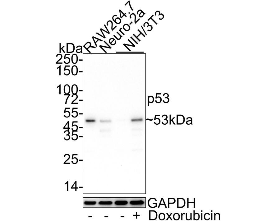 Western blot analysis on different lysates with NBP3-32697 at 1/1,000 dilution. Lane 1: RAW264.7 cell lysate Lane 2: Neuro-2a cell lysate Lane 3: NIH/3T3 cell lysate Lane 4: NIH/3T3 treated with 0.5μM doxorubicincell for 24 hours cell lysate Lysates/proteins at 20 µg/Lane. Predicted band size: 53 kDa Observed band size: 53 kDa Exposure time: 3 minutes 20 seconds; 4-20% SDS-PAGE gel. Proteins were transferred to a PVDF membrane and blocked with 5% NFDM/TBST for 1 hour at room temperature. NBP3-32697 at 1/1,000 dilution was used in 5% NFDM/TBST at 4℃ overnight. Goat Anti-Rabbit IgG [HRP] Secondary Antibody at 1/50,000 dilution was used for 1 hour at room temperature.