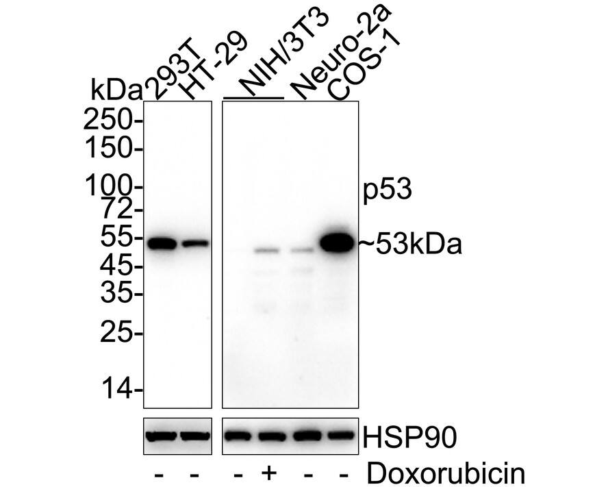 Western blot analysis on different lysates with NBP3-32698 at 1/1,000 dilution. Lane 1: 293T cell lysate Lane 2: HT-29 cell lysate Lane 3: NIH/3T3 cell lysate Lane 4: NIH/3T3 treated with 0.5μM doxorubicincell for 24 hours lysate Lane 5: Neuro-2a cell lysate Lane 6: COS-1 cell lysate Lysates/proteins at 20 µg/Lane. Predicted band size: 53 kDa Observed band size: 53 kDa Exposure time: Lane 1-2: 1 minute 40 seconds; Lane 3-6: 3 minutes; 4-20% SDS-PAGE gel. Proteins were transferred to a PVDF membrane and blocked with 5% NFDM/TBST for 1 hour at room temperature. NBP3-32698 at 1/1,000 dilution was used in 5% NFDM/TBST at 4℃ overnight. Goat anti-Mouse IgG [HRP] at 1/50,000 dilution was used for 1 hour at room temperature.