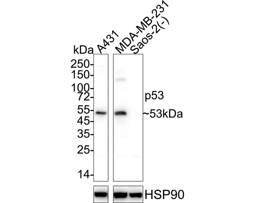 Western blot analysis on different lysates with NBP3-32698 at 1/2,000 dilution. Lane 1: A431 cell lysate Lane 2: MDA-MB-231 cell lysate Lane 3: Saos-2 cell lysate (negative) Lysates/proteins at 30 µg/Lane. Predicted band size: 53 kDa Observed band size: 53 kDa Exposure time: 6 seconds;  4-20% SDS-PAGE gel. Proteins were transferred to a PVDF membrane and blocked with 5% NFDM/TBST for 1 hour at room temperature. NBP3-32698 at 1/2,000 dilution was used in 5% NFDM/TBST at 4℃ overnight. Goat anti-Mouse IgG [HRP] at 1/50,000 dilution was used for 1 hour at room temperature.