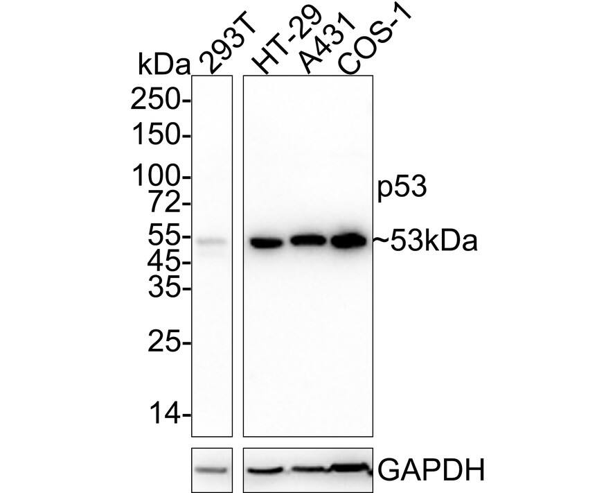 Western blot analysis on different lysates with NBP3-32700 at 1/1,000 dilution. Lane 1: 293T cell lysate Lane 2: HT-29 cell lysate Lane 3: A431 cell lysate Lane 4: COS-1 cell lysate Lysates/proteins at 20 µg/Lane. Predicted band size: 53 kDa Observed band size: 53 kDa Exposure time: 46 seconds; 4-20% SDS-PAGE gel. Proteins were transferred to a PVDF membrane and blocked with 5% NFDM/TBST for 1 hour at room temperature. NBP3-32700 at 1/1,000 dilution was used in 5% NFDM/TBST at 4℃ overnight. Goat anti-Mouse IgG [HRP] at 1/50,000 dilution was used for 1 hour at room temperature.