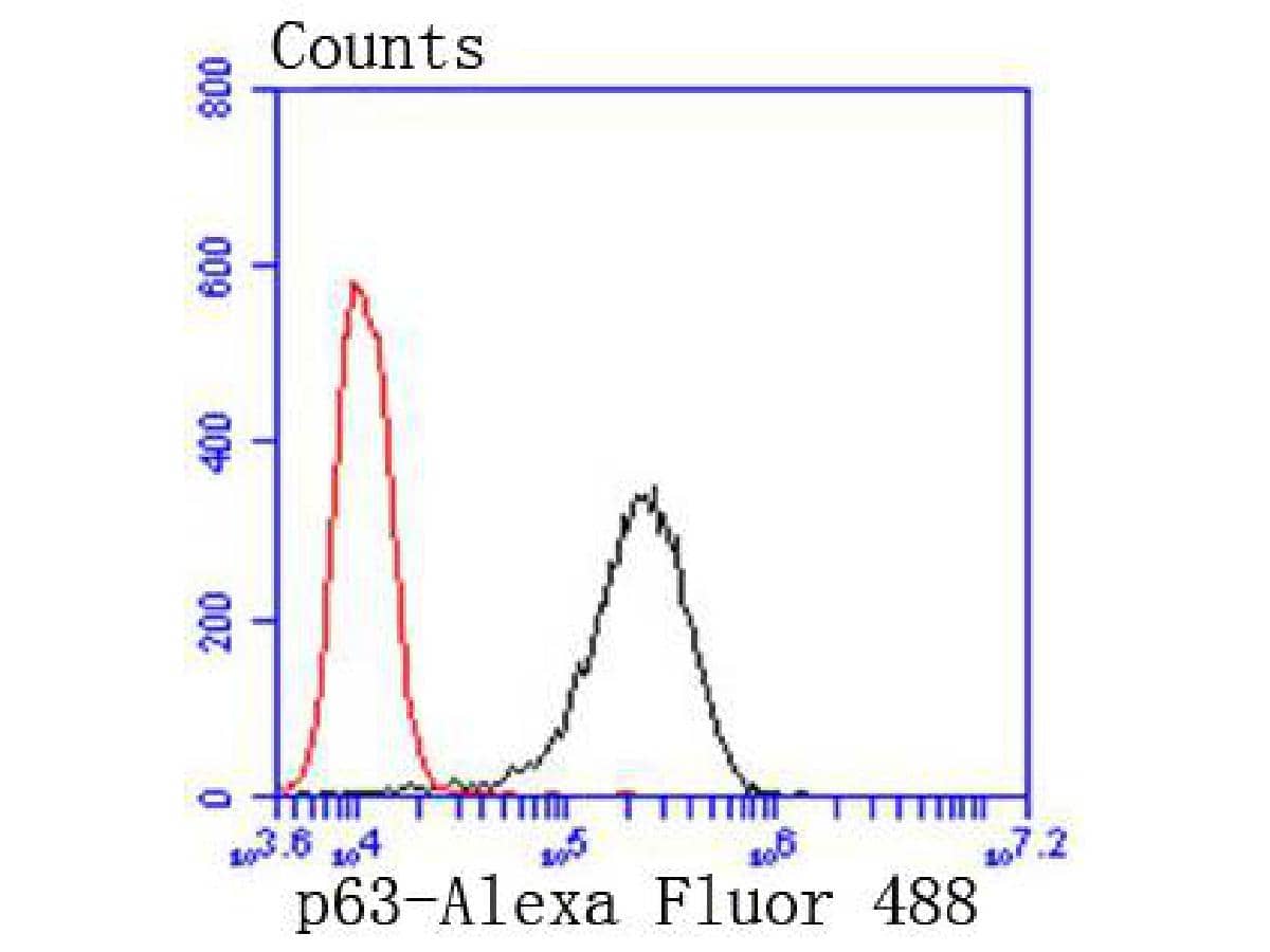 Flow Cytometry: p63/TP73L Antibody (SC06-31) [NBP3-32703] - Flow cytometric analysis of p63/TP73L was done on A431 cells. The cells were fixed, permeabilized and stained with the primary antibody (NBP3-32703, 1/50) (red). After incubation of the primary antibody at room temperature for an hour, the cells were stained with a Alexa Fluor 488-conjugated Goat anti-Rabbit IgG Secondary antibody at 1/1000 dilution for 30 minutes.Unlabelled sample was used as a control (cells without incubation with primary antibody; black).