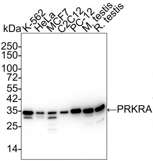 Western blot analysis on different lysates with NBP3-32705 at 1/2,000 dilution and competitor's antibody at 1/1,000 dilution. Lane 1: K-562 cell lysate Lane 2: HeLa cell lysate Lane 3: MCF7 cell lysate Lane 4: C2C12 cell lysate Lane 5: PC-12 cell lysate Lane 6: Mouse testis tissue lysate Lane 7: Rat testis tissue lysate Lysates/proteins at 20 µg/Lane. Predicted band size: 34 kDa Observed band size: 34 kDa Exposure time: 30 seconds;  4-20% SDS-PAGE gel. Proteins were transferred to a PVDF membrane and blocked with 5% NFDM/TBST for 1 hour at room temperature. NBP3-32705 at 1/2,000 dilution and competitor's antibody at 1/1,000 dilution were used in 5% NFDM/TBST at 4℃ overnight. Goat Anti-Rabbit IgG [HRP] Secondary Antibody at 1/50,000 dilution was used for 1 hour at room temperature.